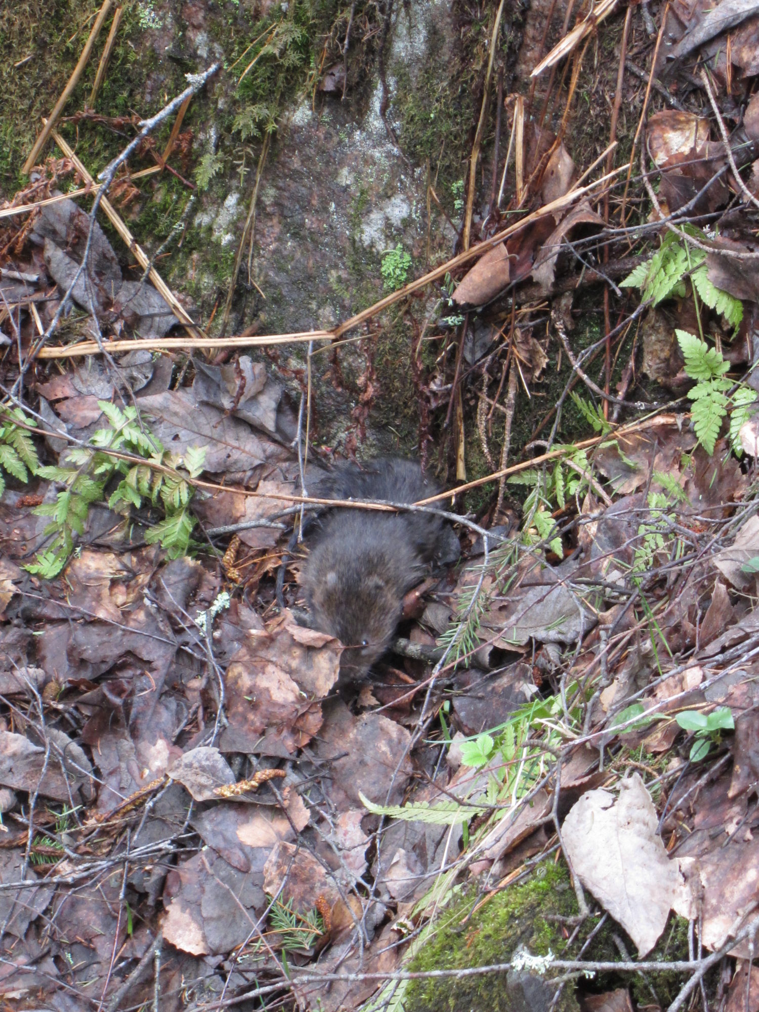 Valokuvaaja: Marita Portin