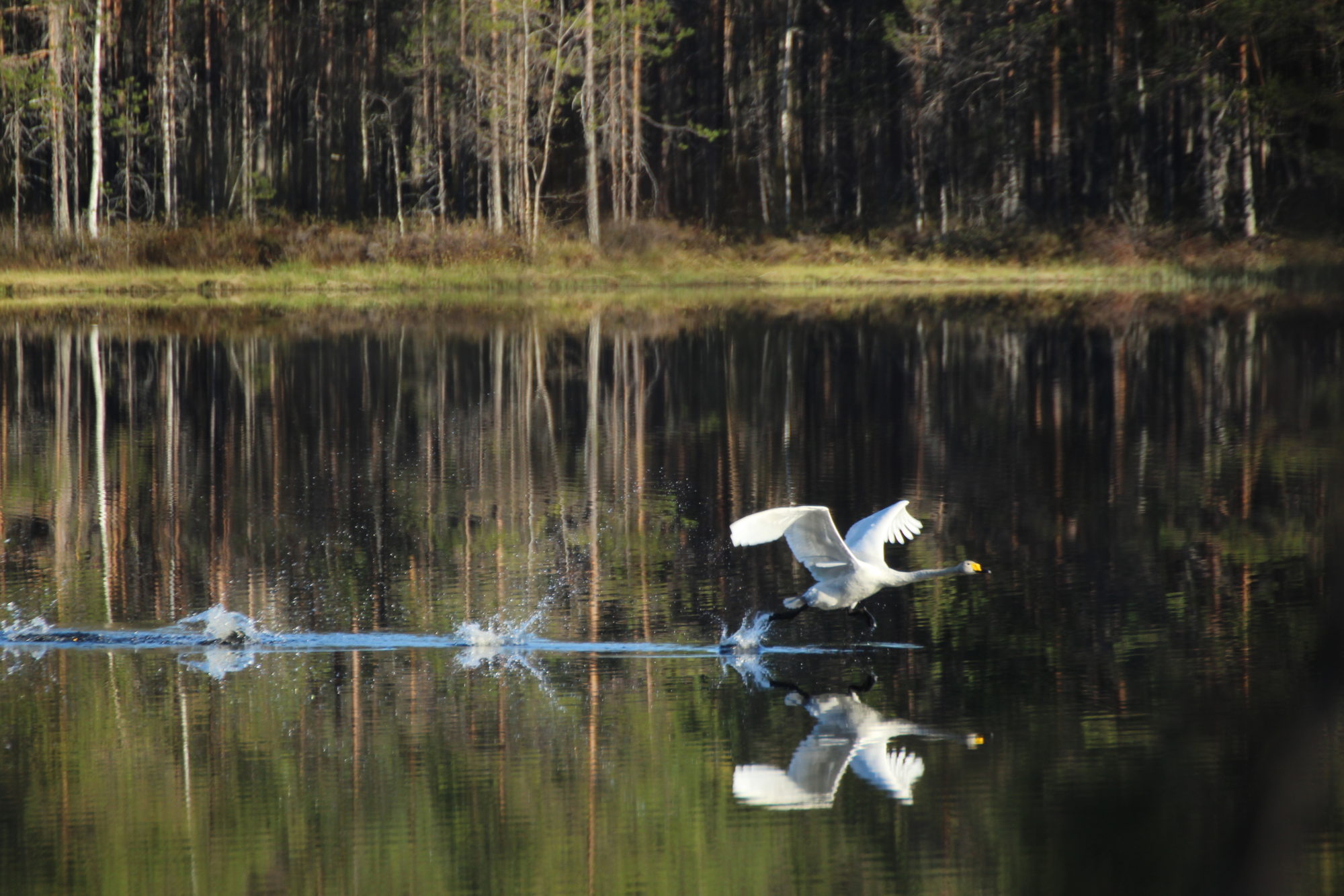 Valokuvaaja: Miia Pesu