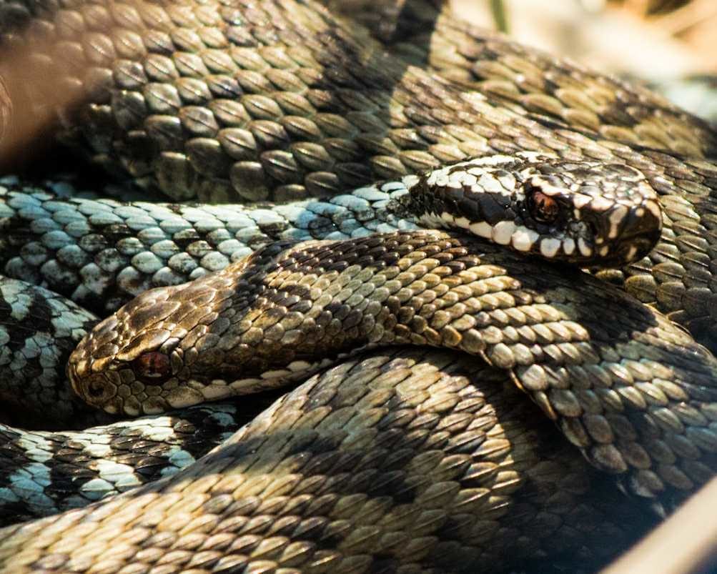 Valokuvaaja: Kimmo Sääskilahti