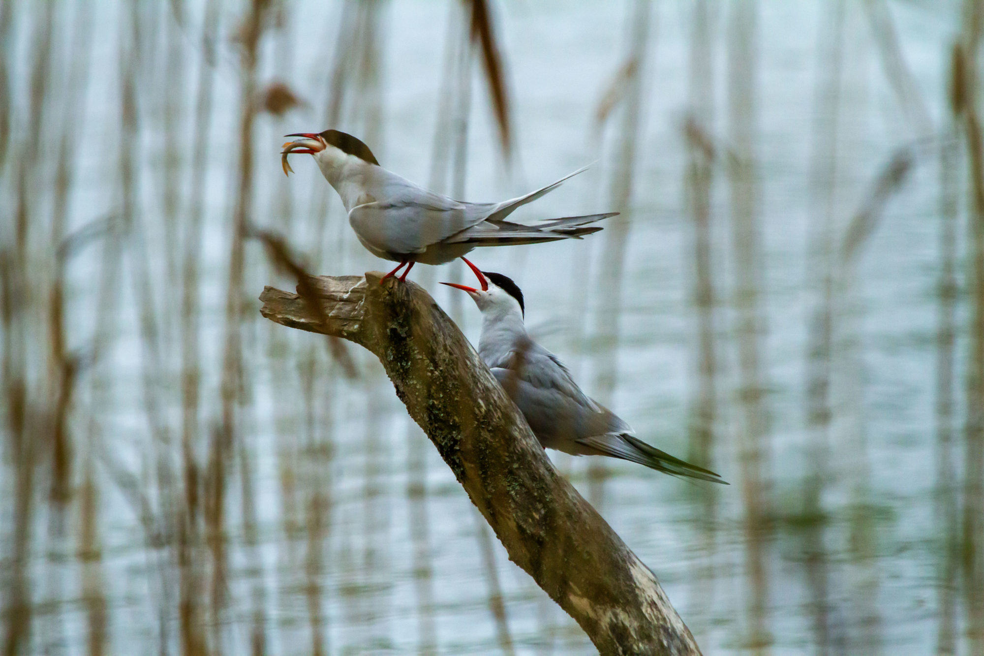Valokuvaaja: Heikki Heinonen Valokuvaaja: Heikki Heinonen