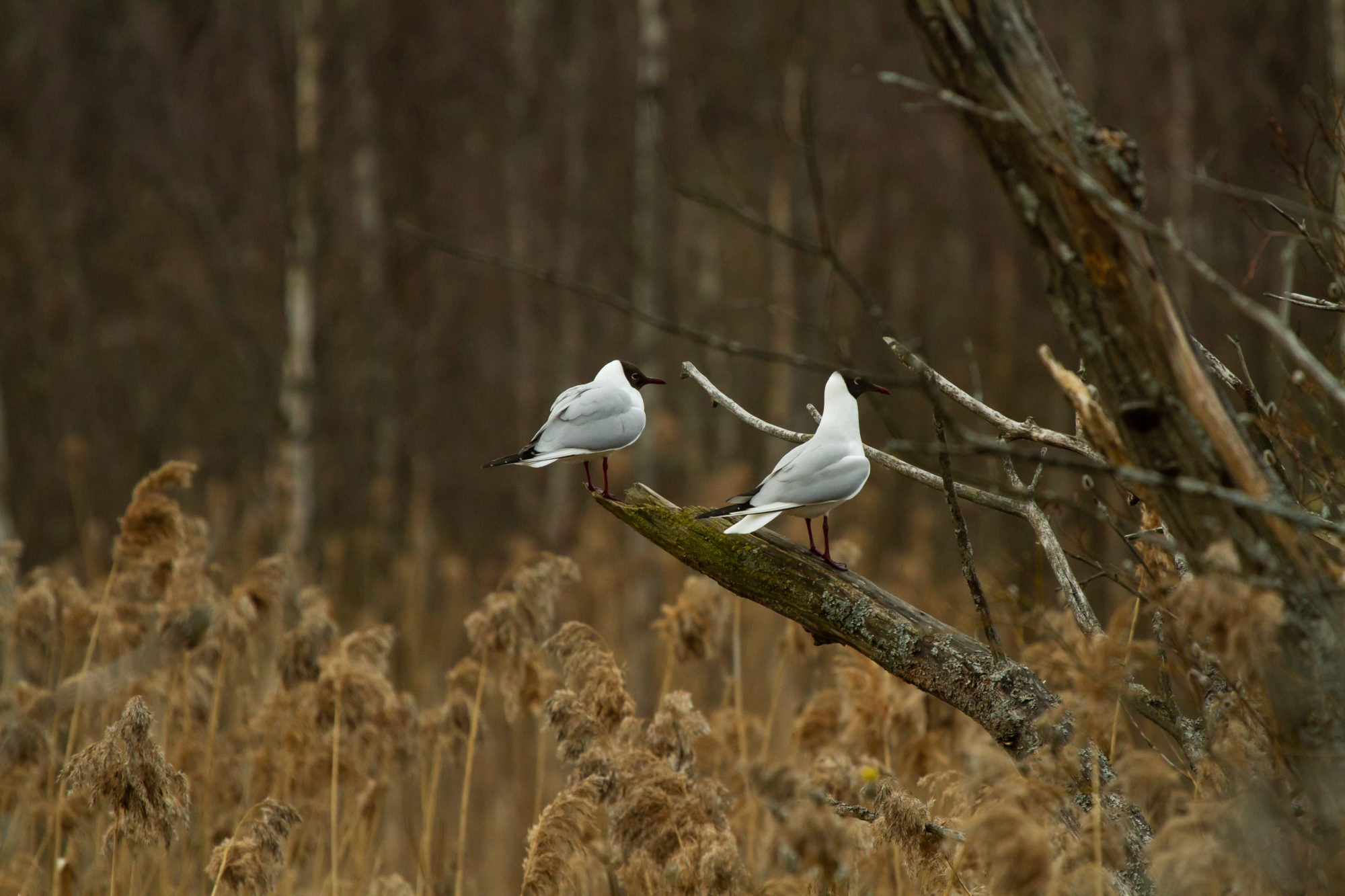Valokuvaaja: Heikki  Heinonen