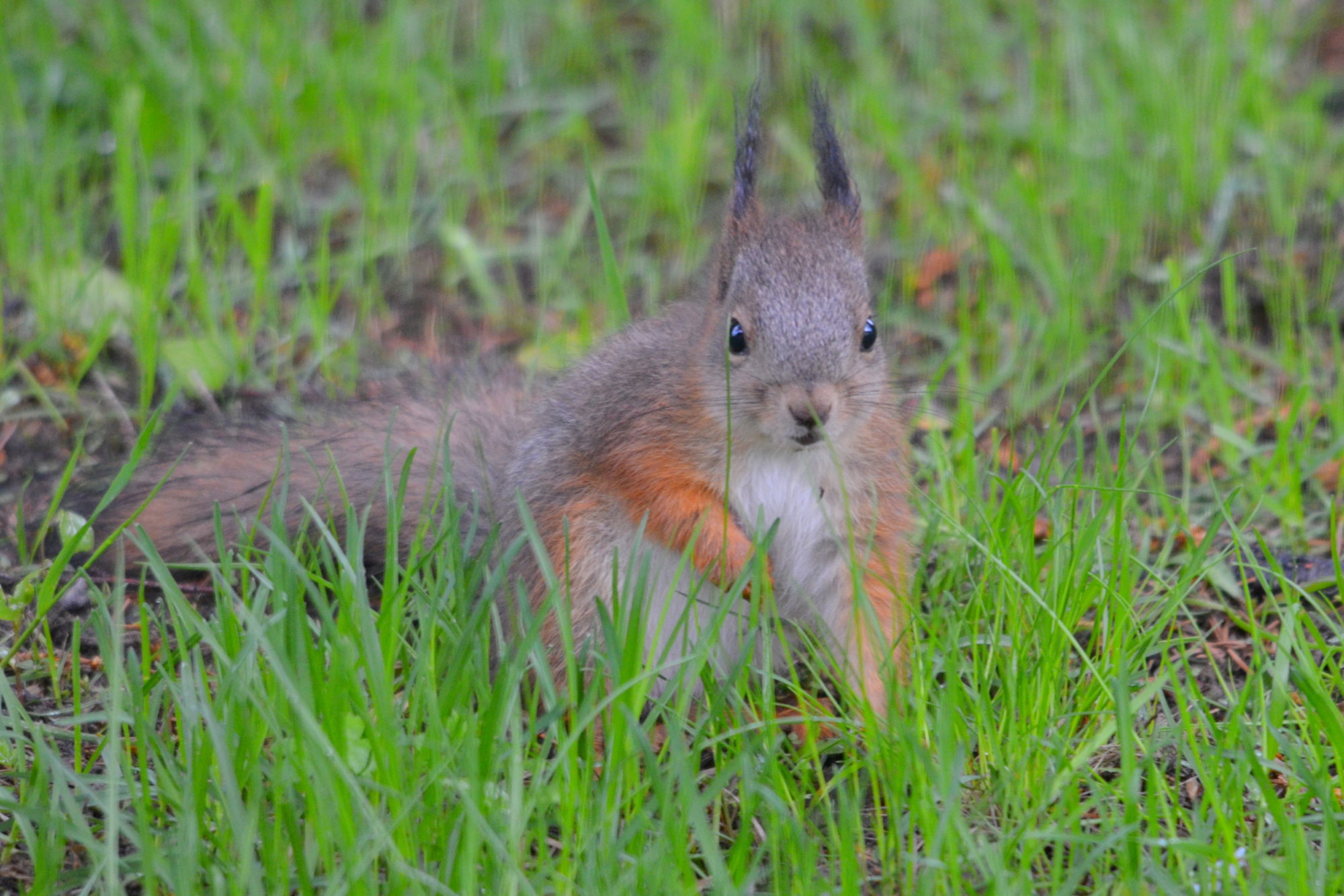 Valokuvaaja: Kaarlo Asikainen