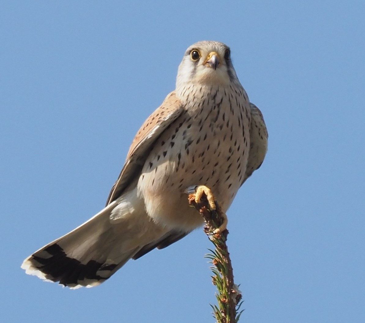 Valokuvaaja: Mikkola Irma