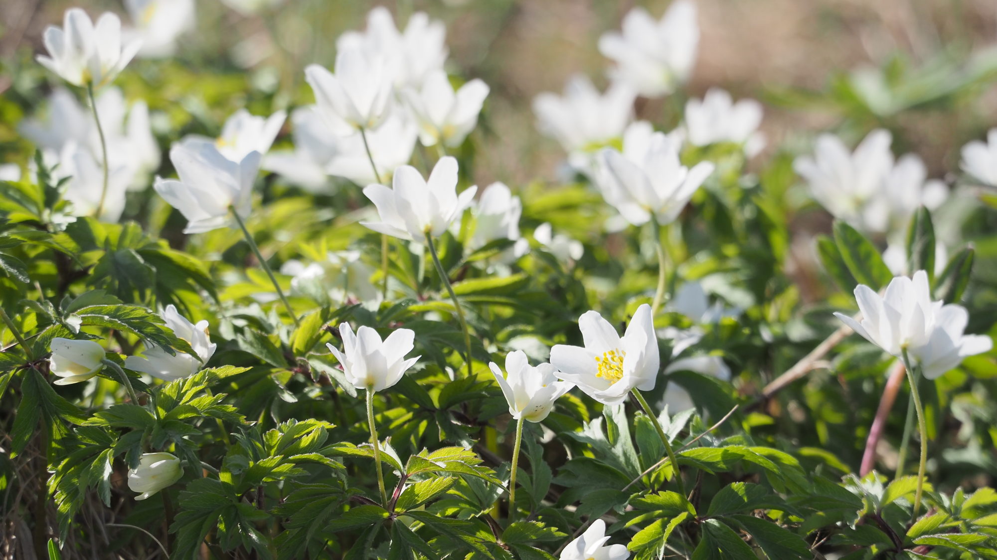 Valokuvaaja: Arja Valtonen