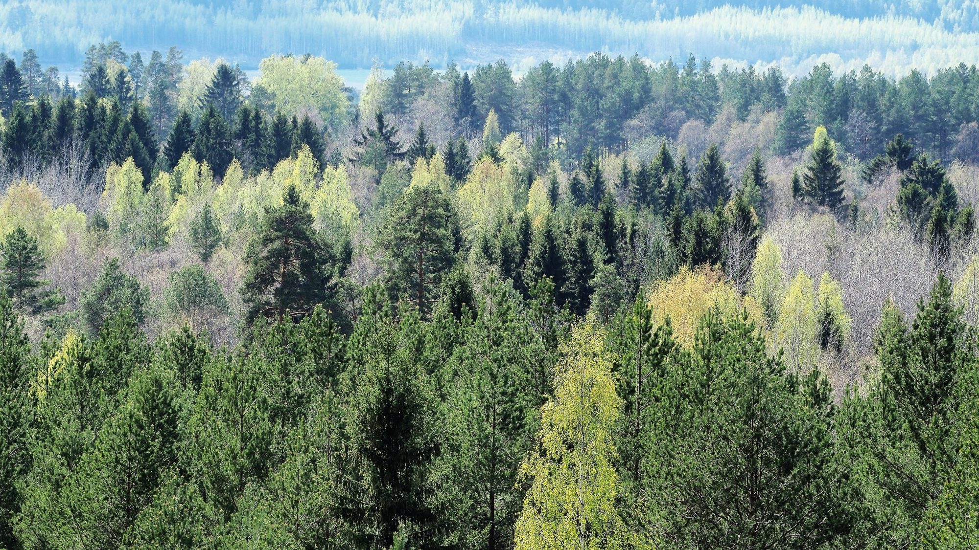 Valokuvaaja: Arja Valtonen