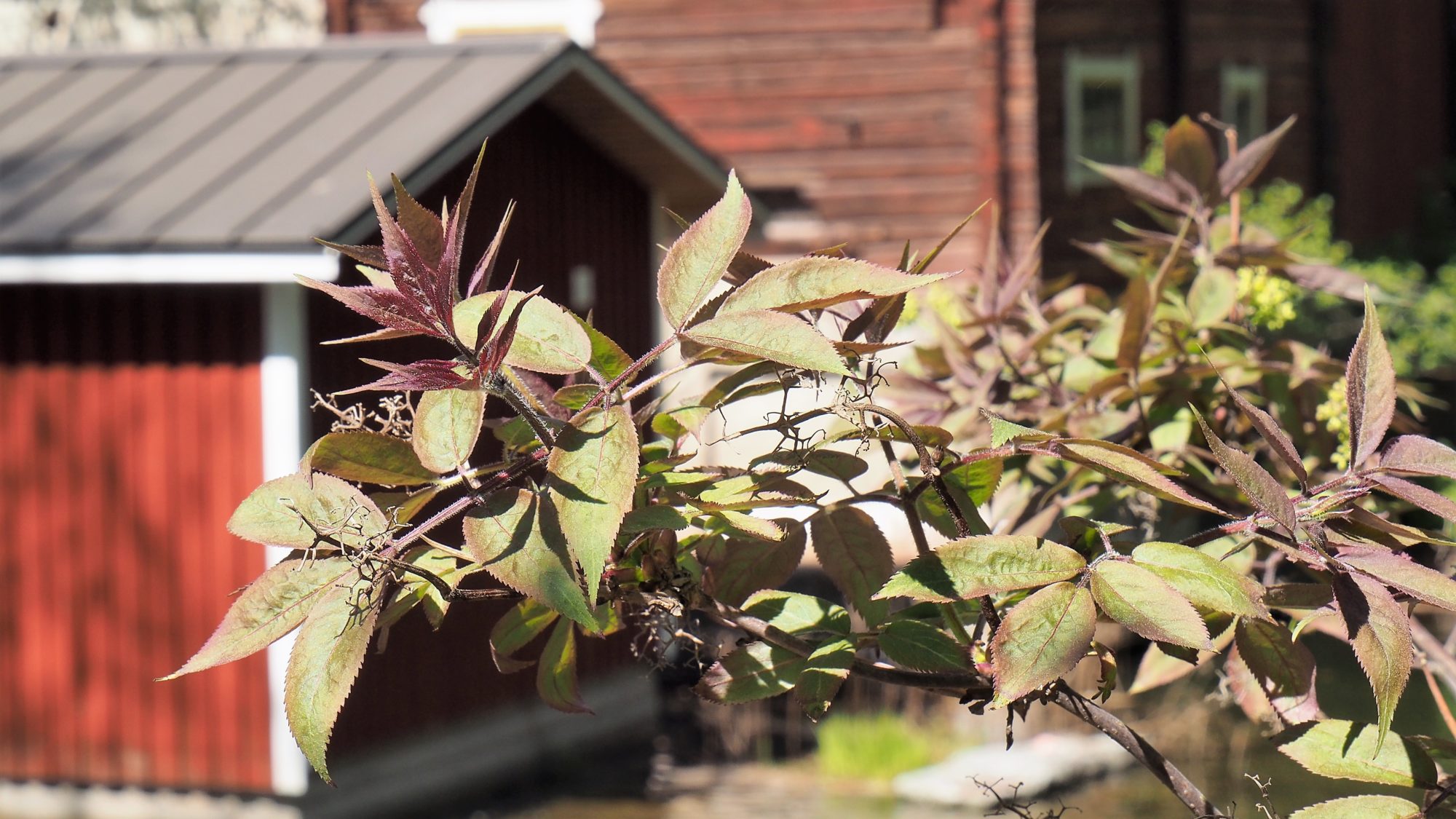 Valokuvaaja: Arja Valtonen