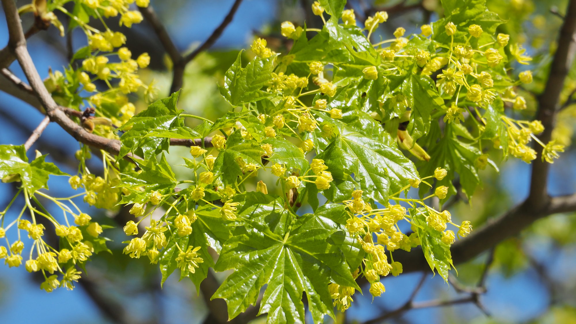Valokuvaaja: Arja Valtonen Valokuvaaja: Arja Valtonen