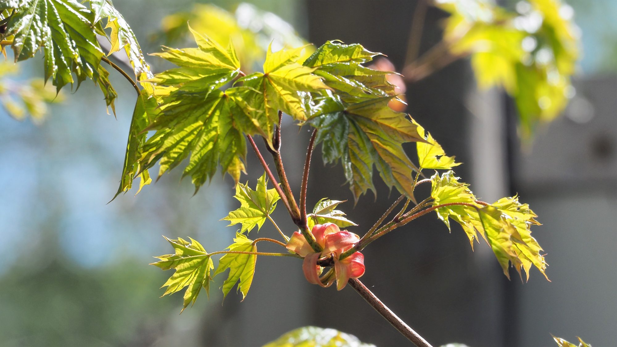 Valokuvaaja: Arja Valtonen Valokuvaaja: Arja Valtonen