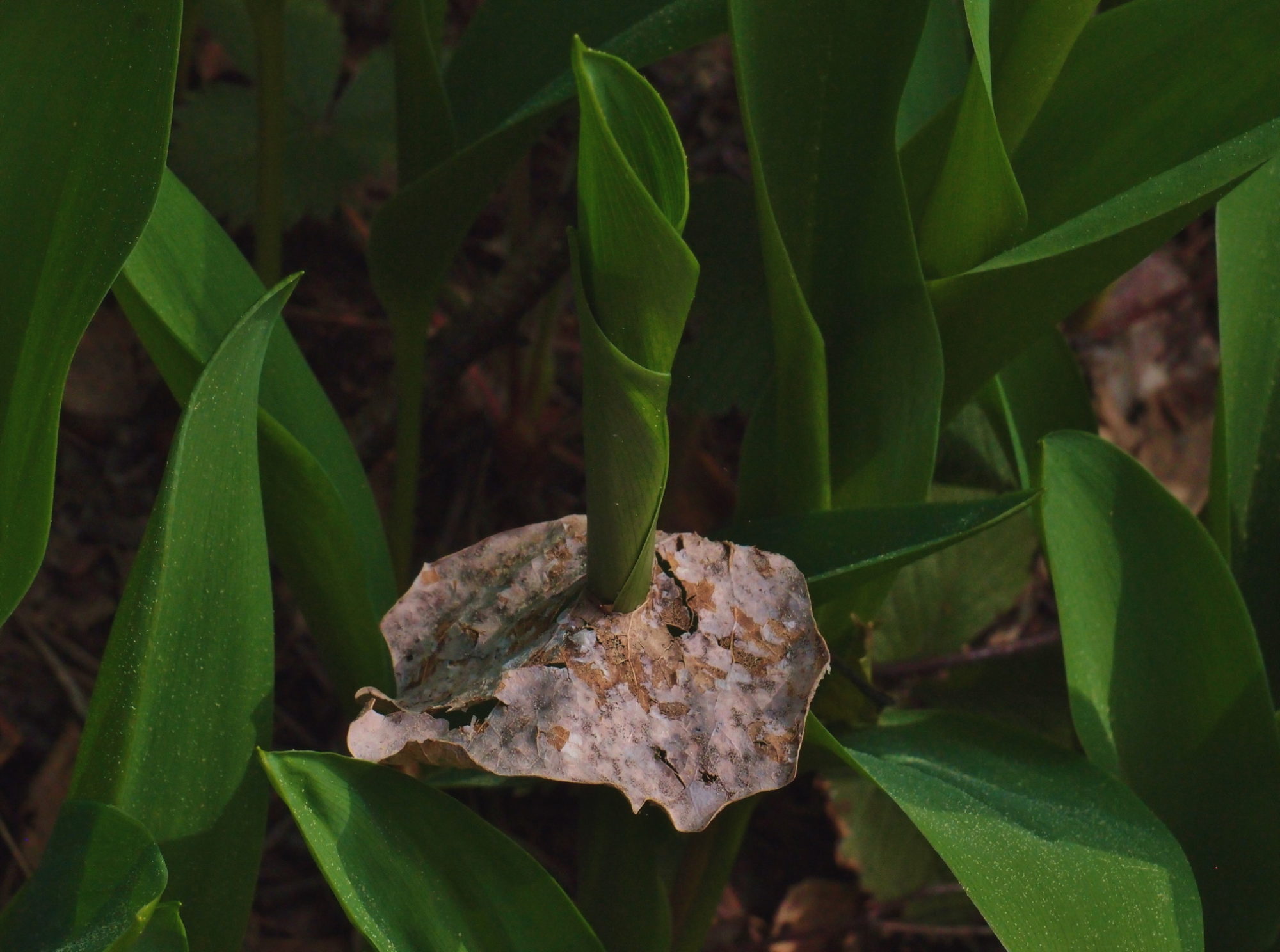 Valokuvaaja: Tapani Latvala