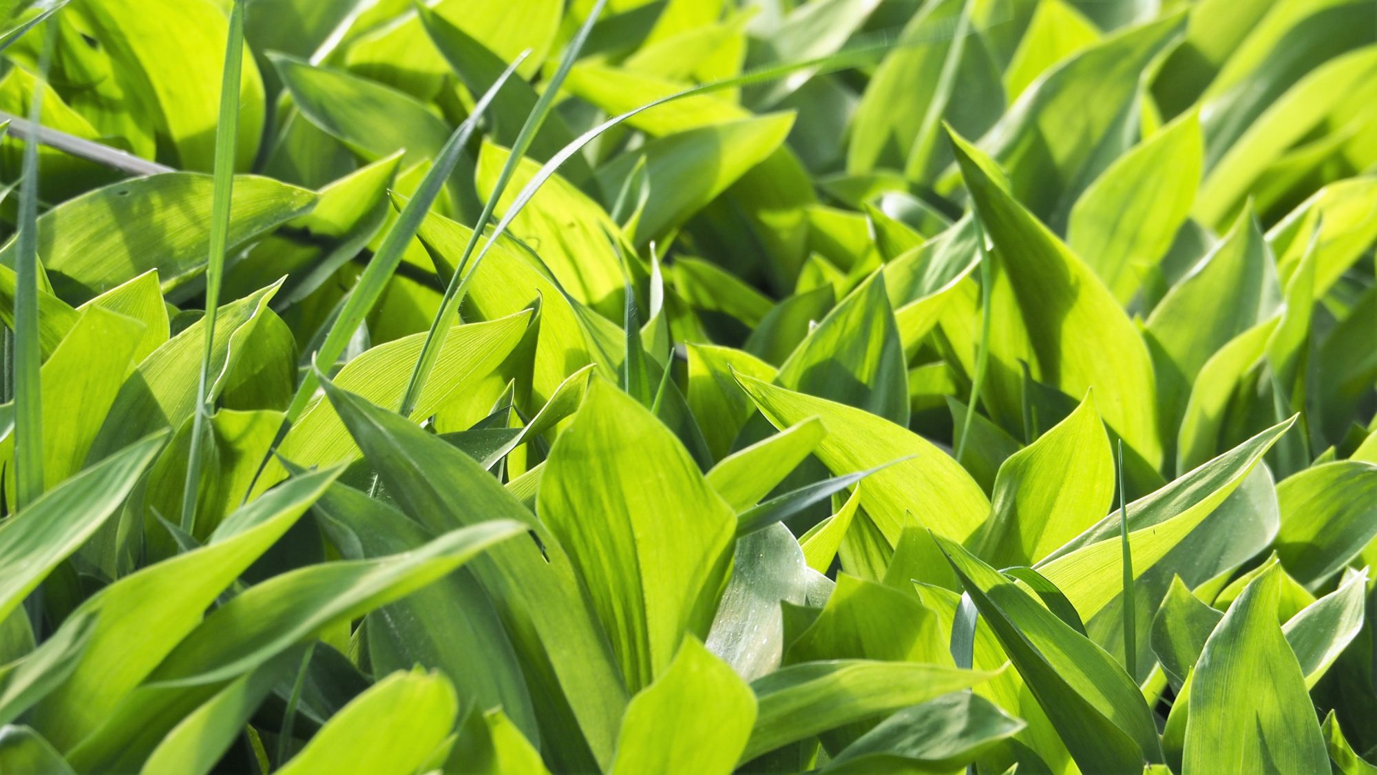 Valokuvaaja: Arja Valtonen