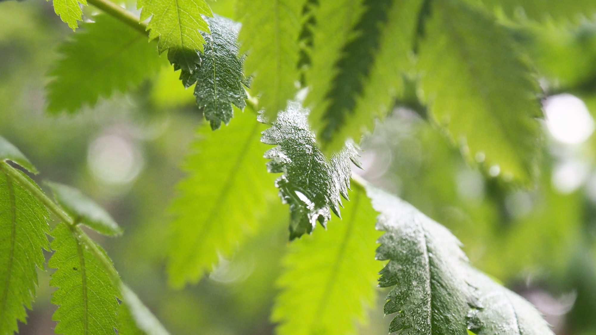 Valokuvaaja: Arja Valtonen