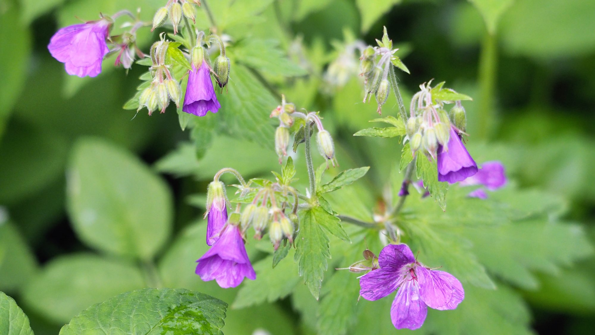 Valokuvaaja: Arja Valtonen