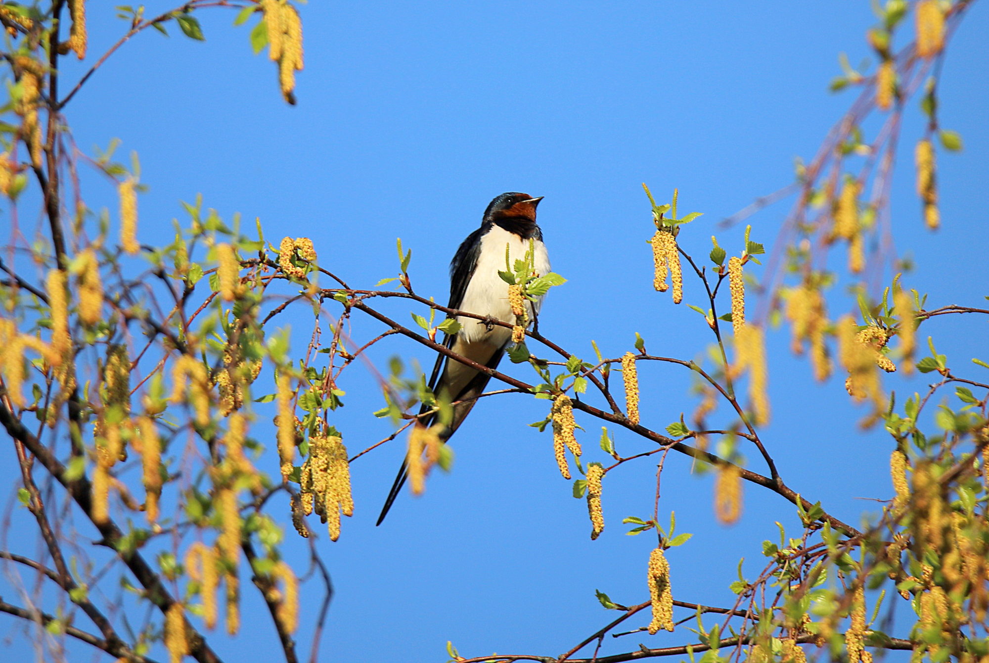 Valokuvaaja: sirpa jyske