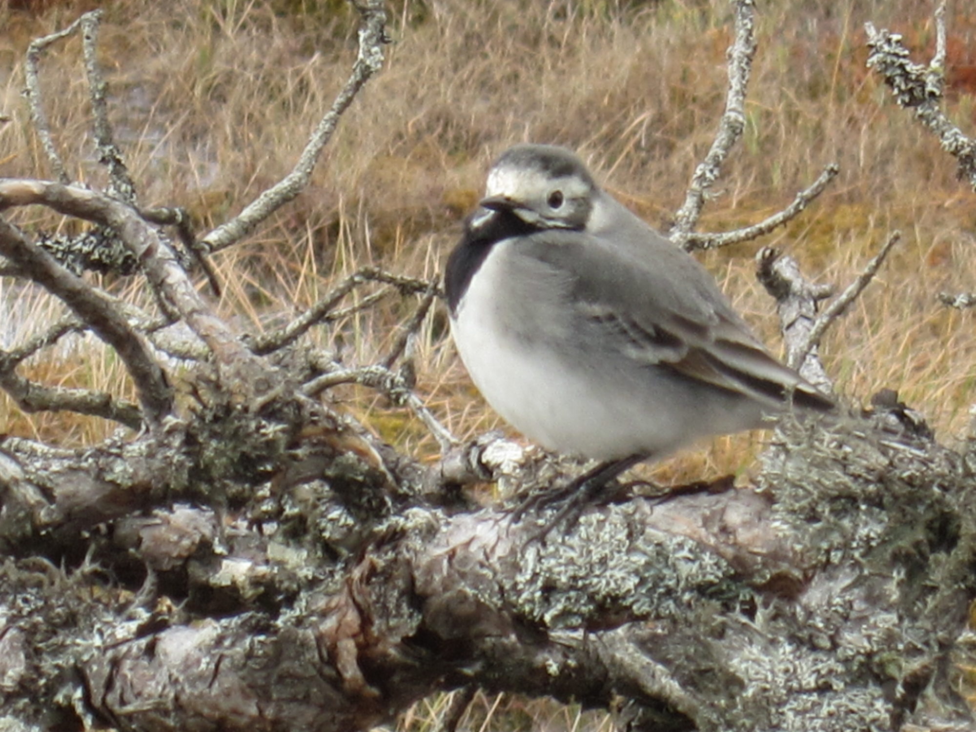 Valokuvaaja: Marita Portin