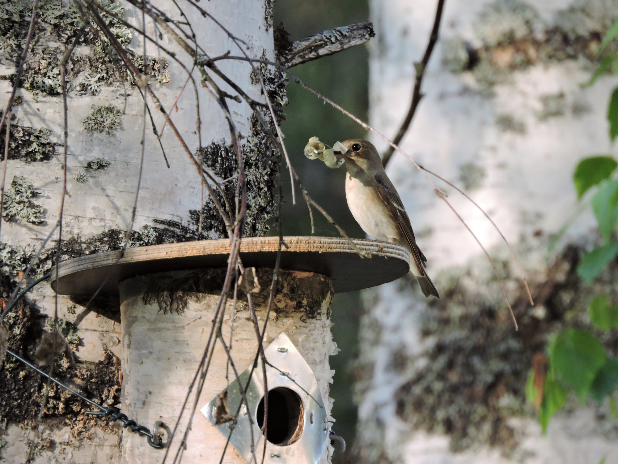Valokuvaaja: Mervi Kaasalainen