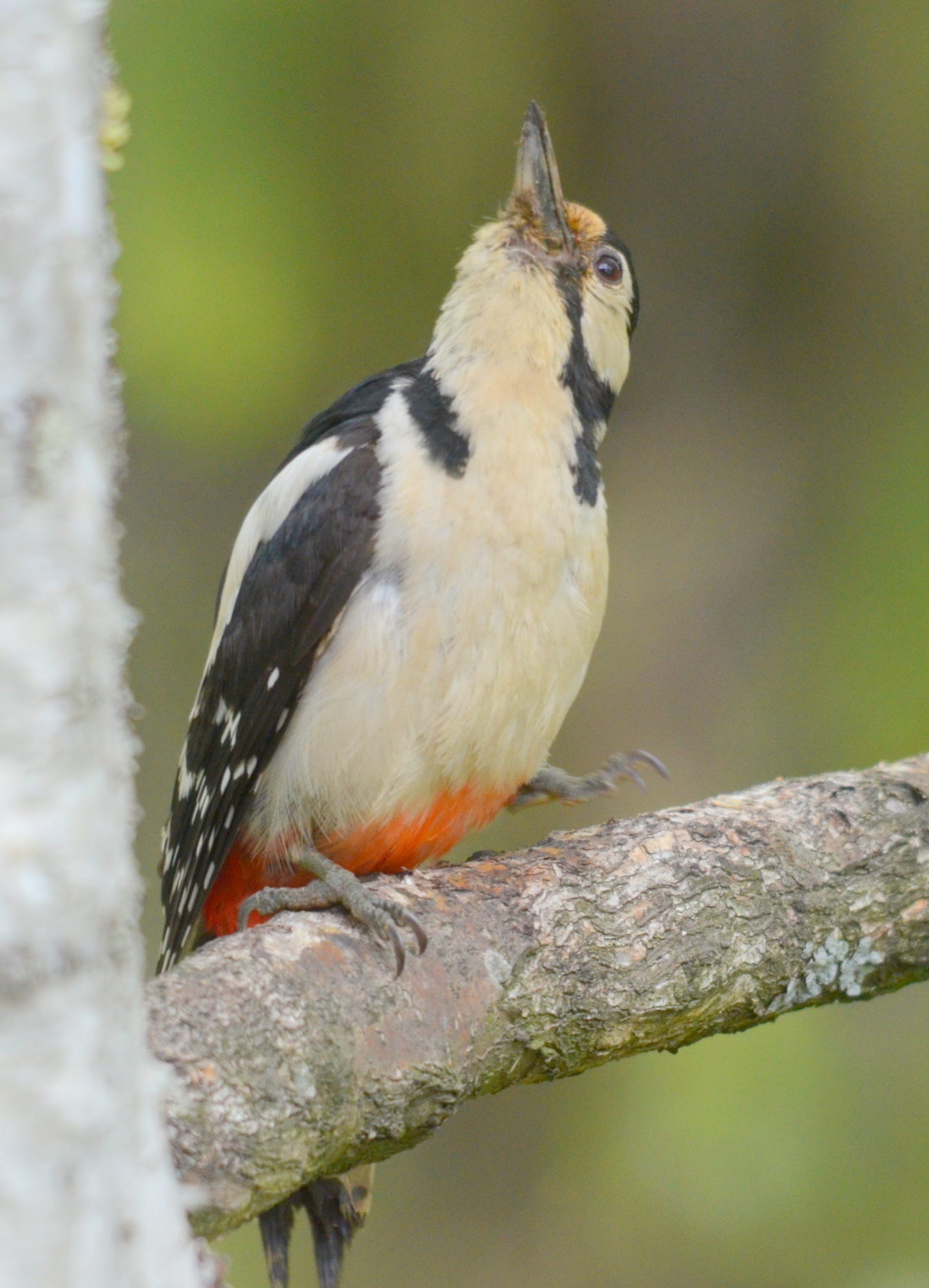 Valokuvaaja: Kaarlo Asikainen