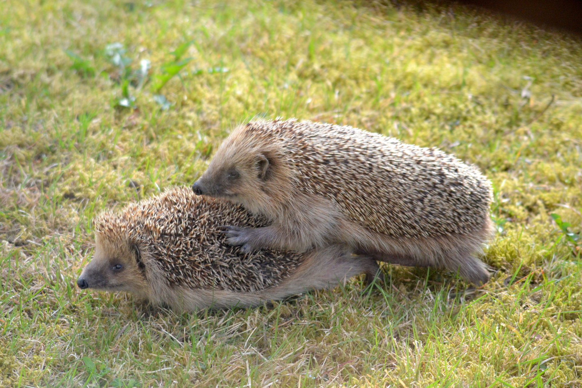 Valokuvaaja: Kaarlo Asikainen