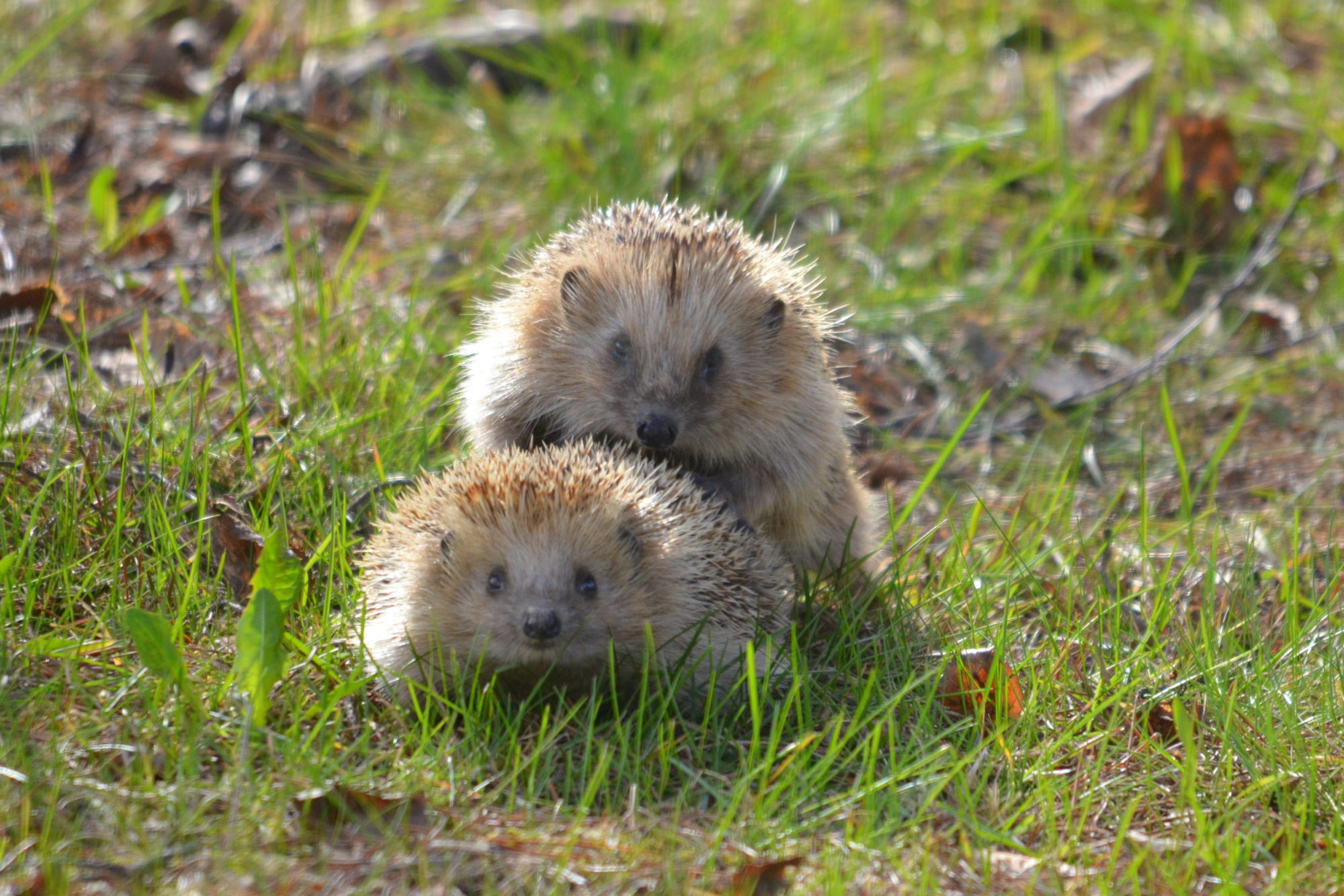 Valokuvaaja: Kaarlo Asikainen