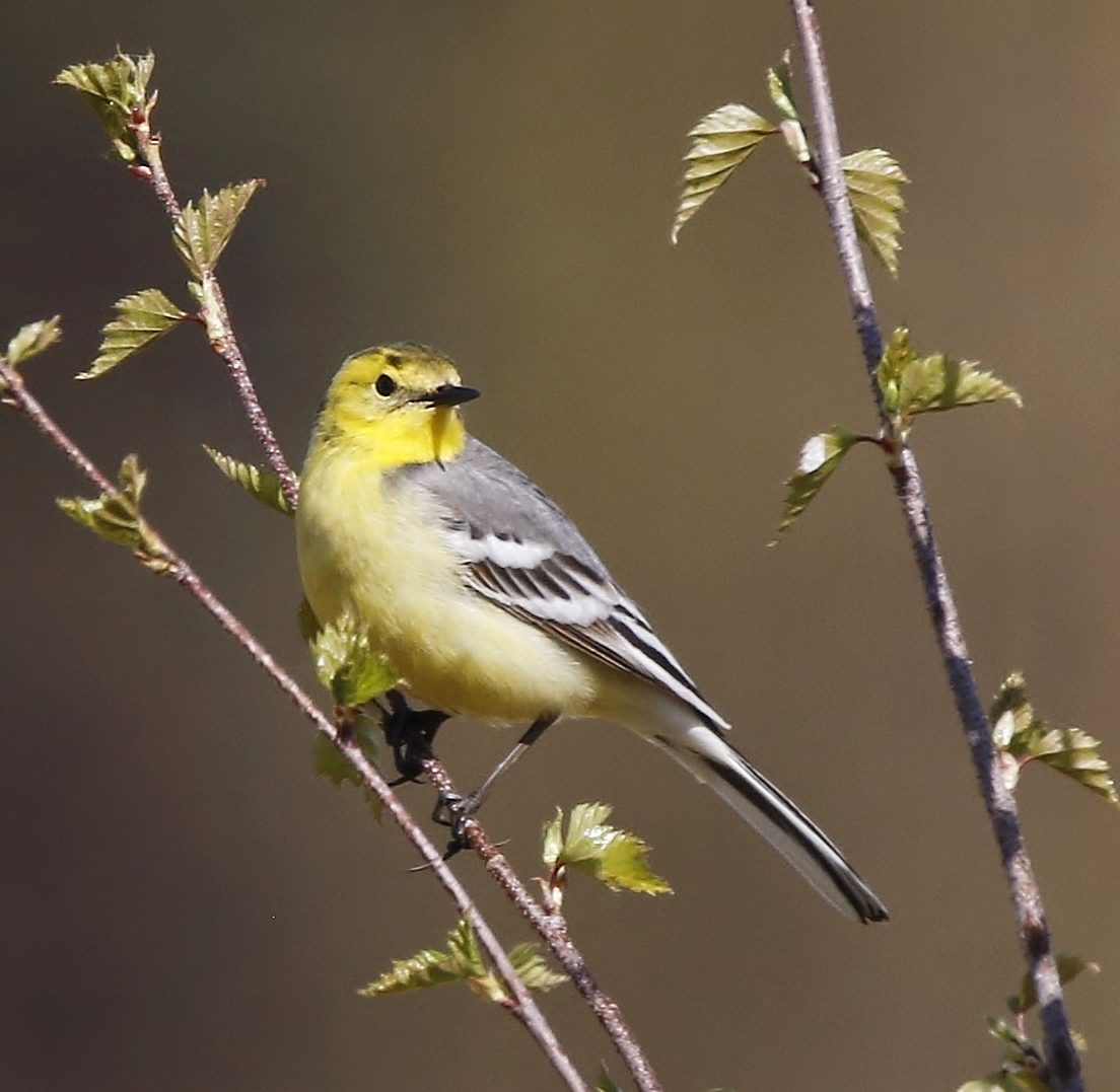 Valokuvaaja: Tuula Pirnes