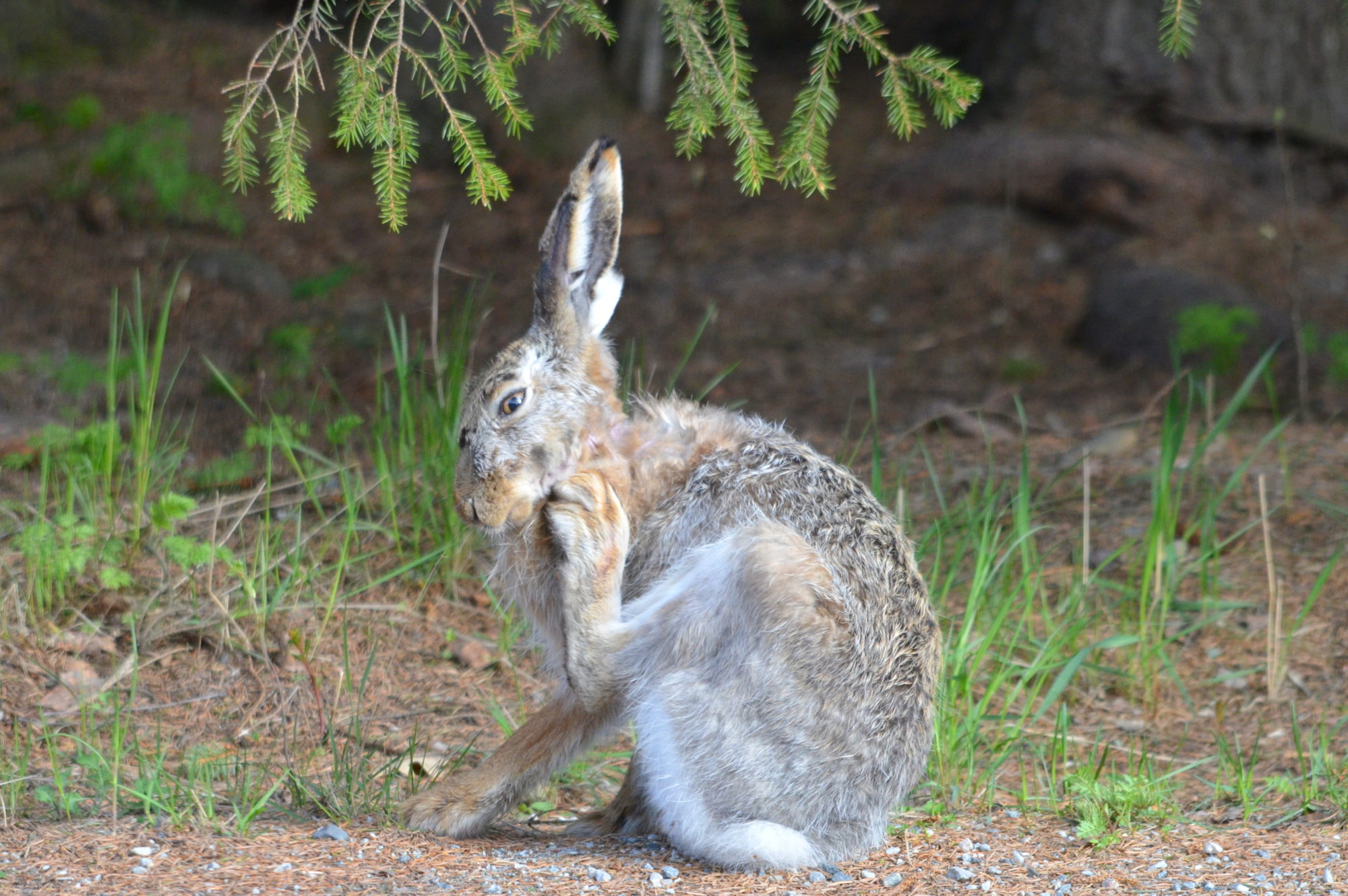 Valokuvaaja: Kaarlo Asikainen