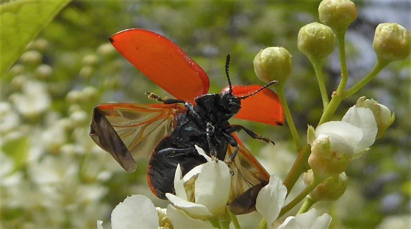 Valokuvaaja: Arja Valtonen