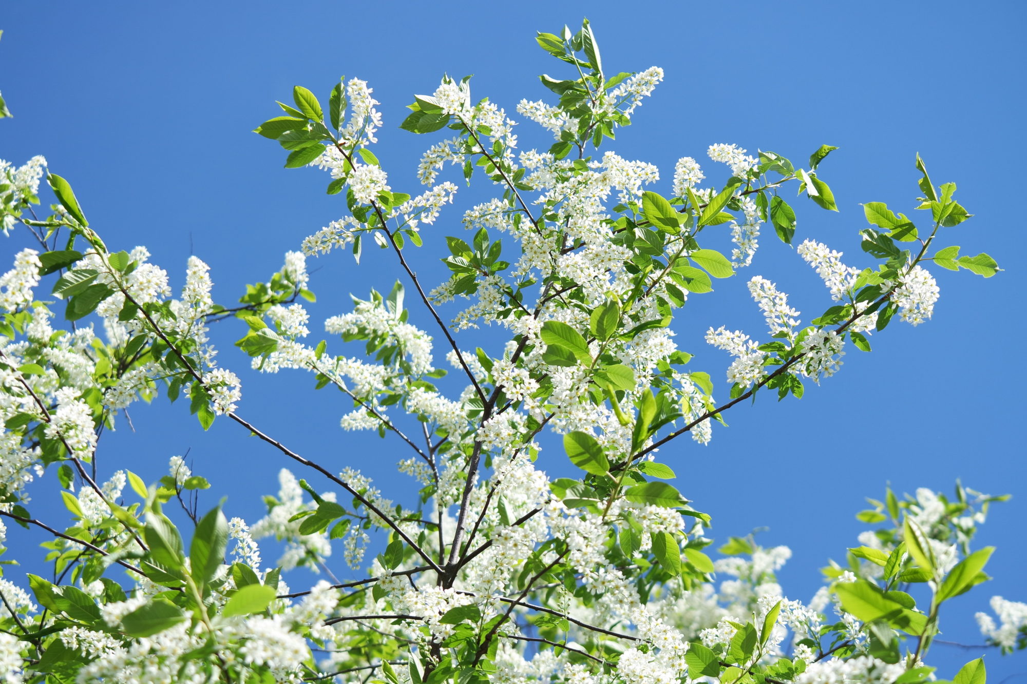 Valokuvaaja: Kaarlo Asikainen