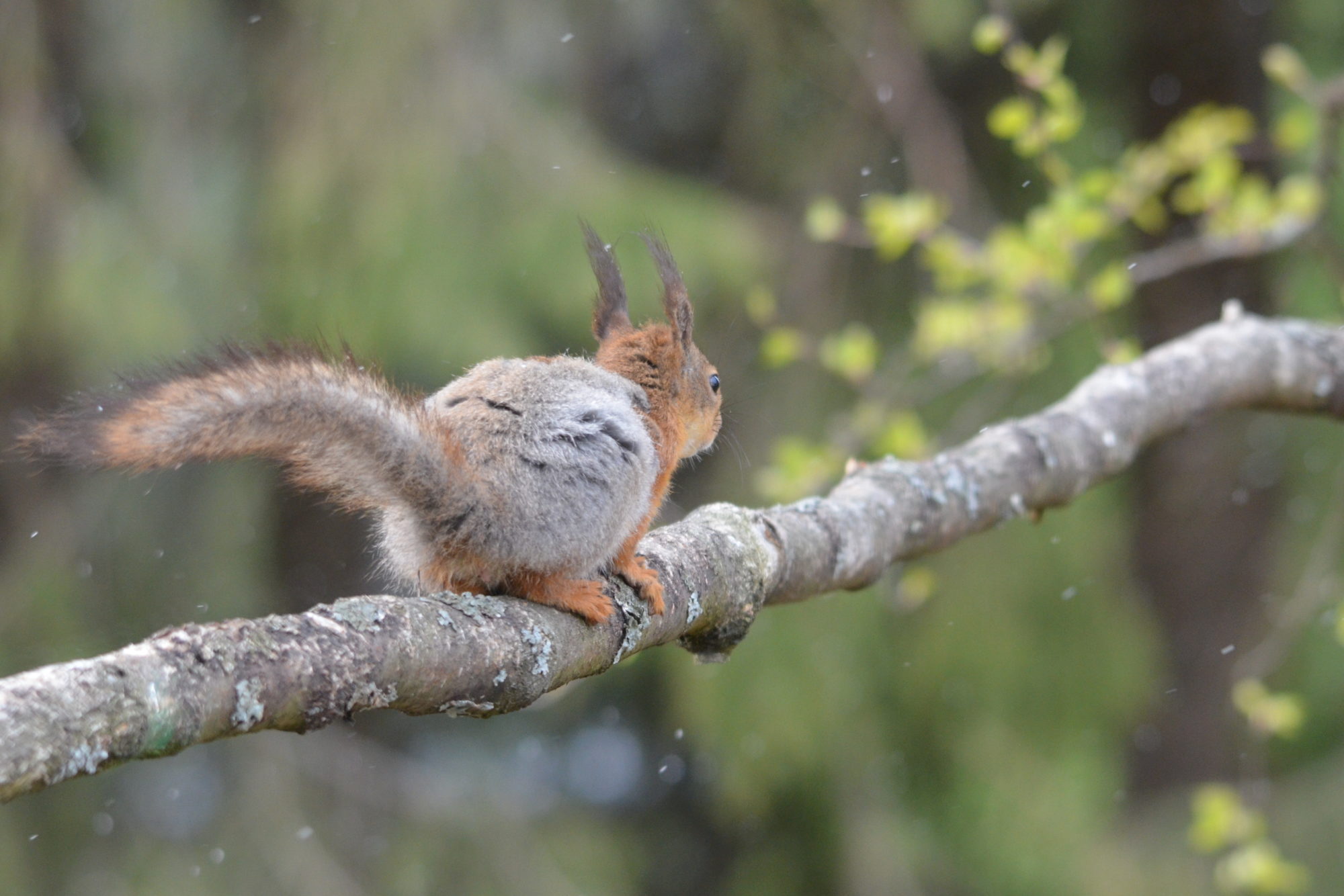 Valokuvaaja: Kaarlo Asikainen
