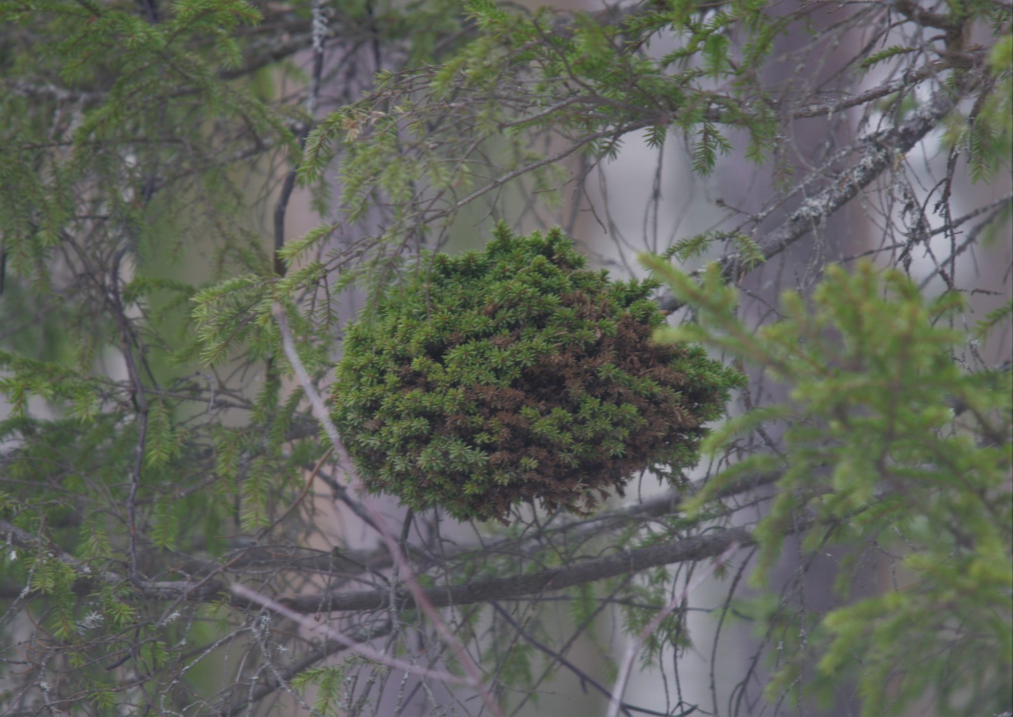 Valokuvaaja: tuija liunala