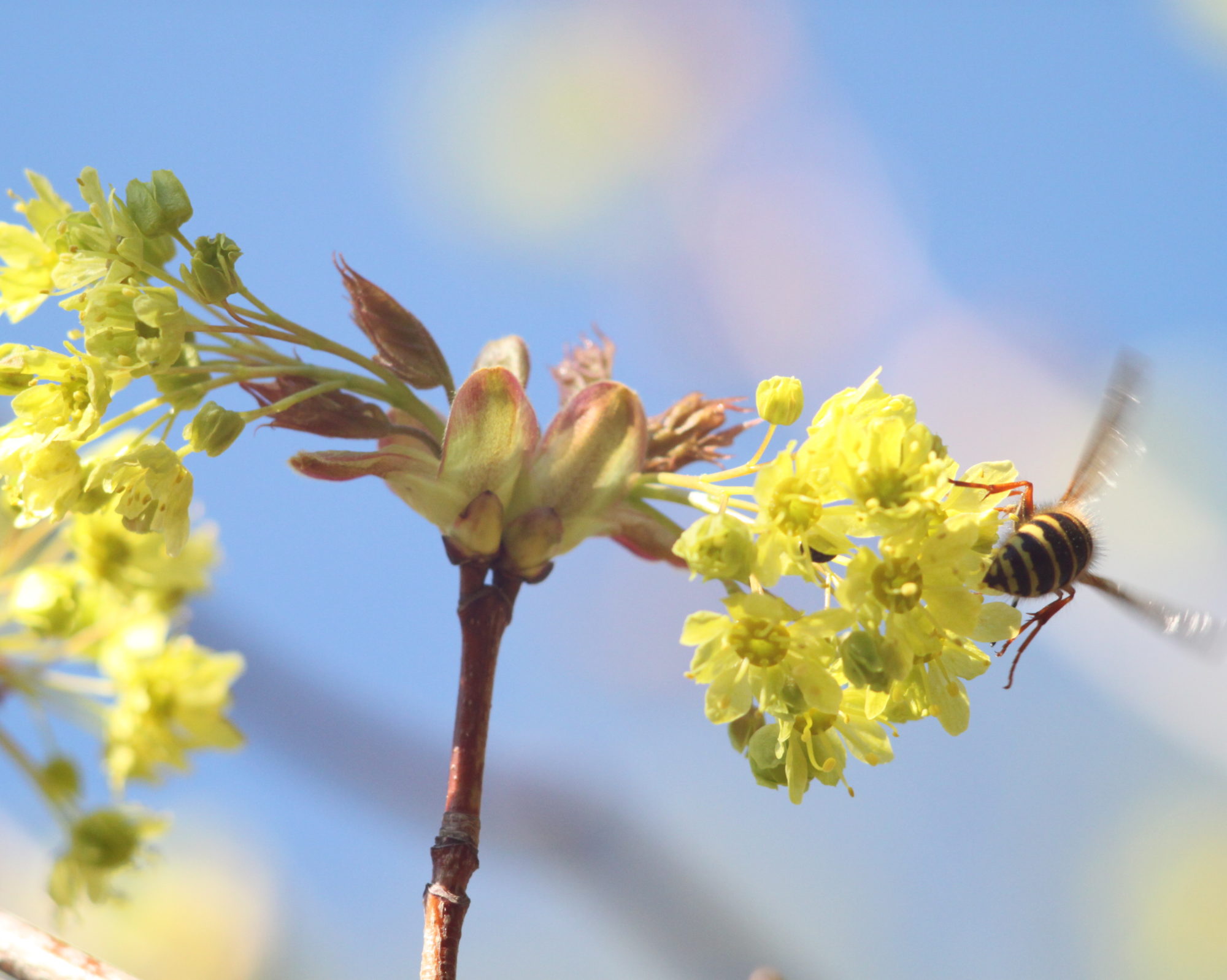 Valokuvaaja: Kaarlo Asikainen