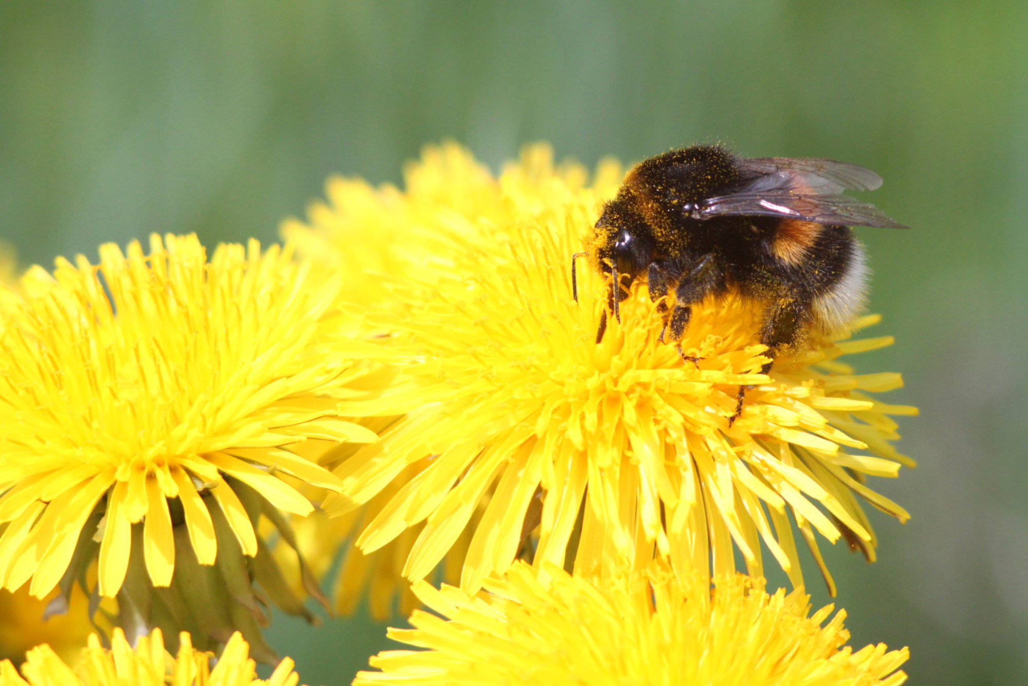 Valokuvaaja: Kaarlo Asikainen