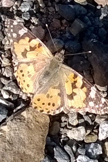 Valokuvaaja: Paula Kareinen