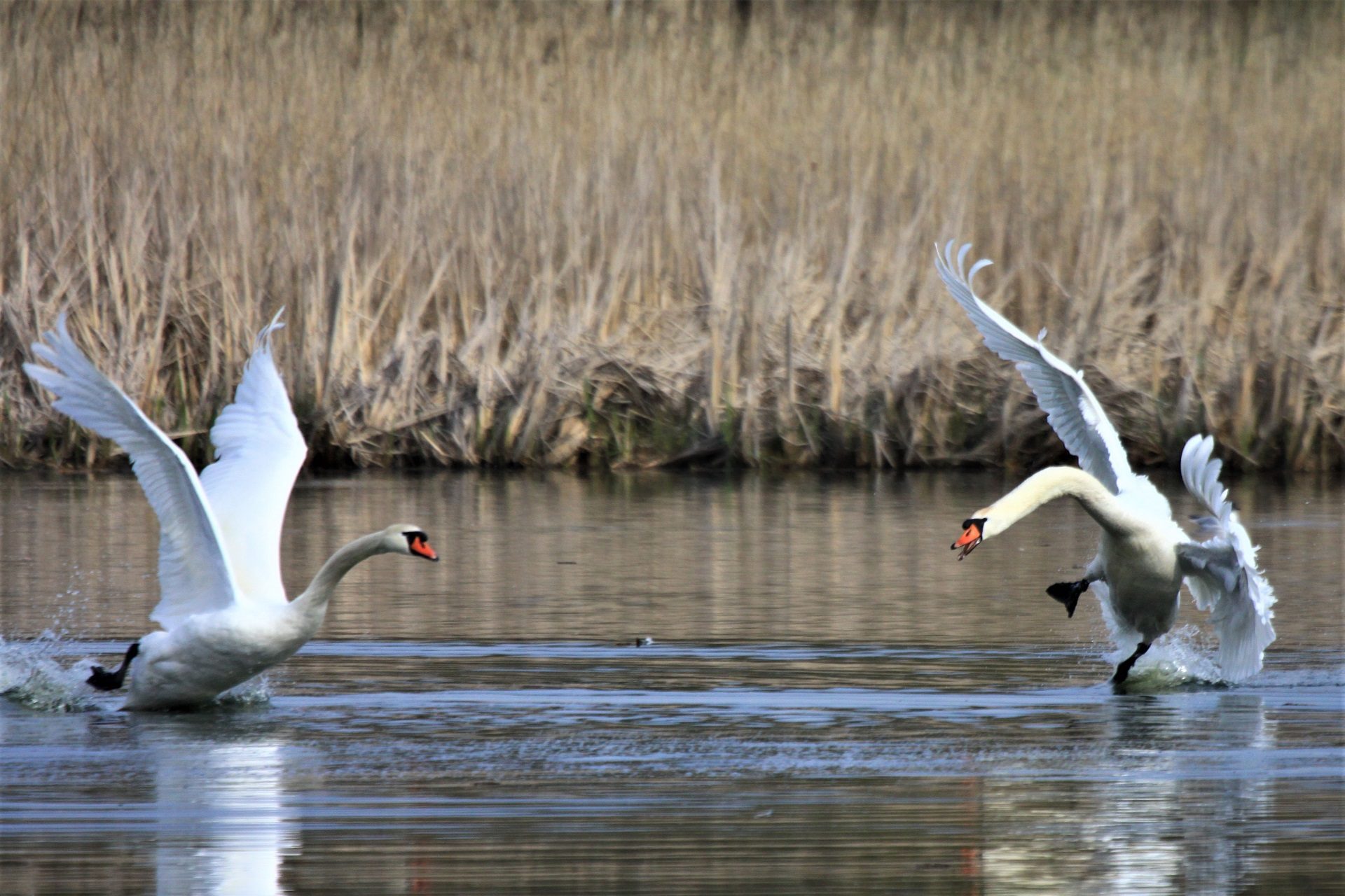 Valokuvaaja: Berndt Hannelius