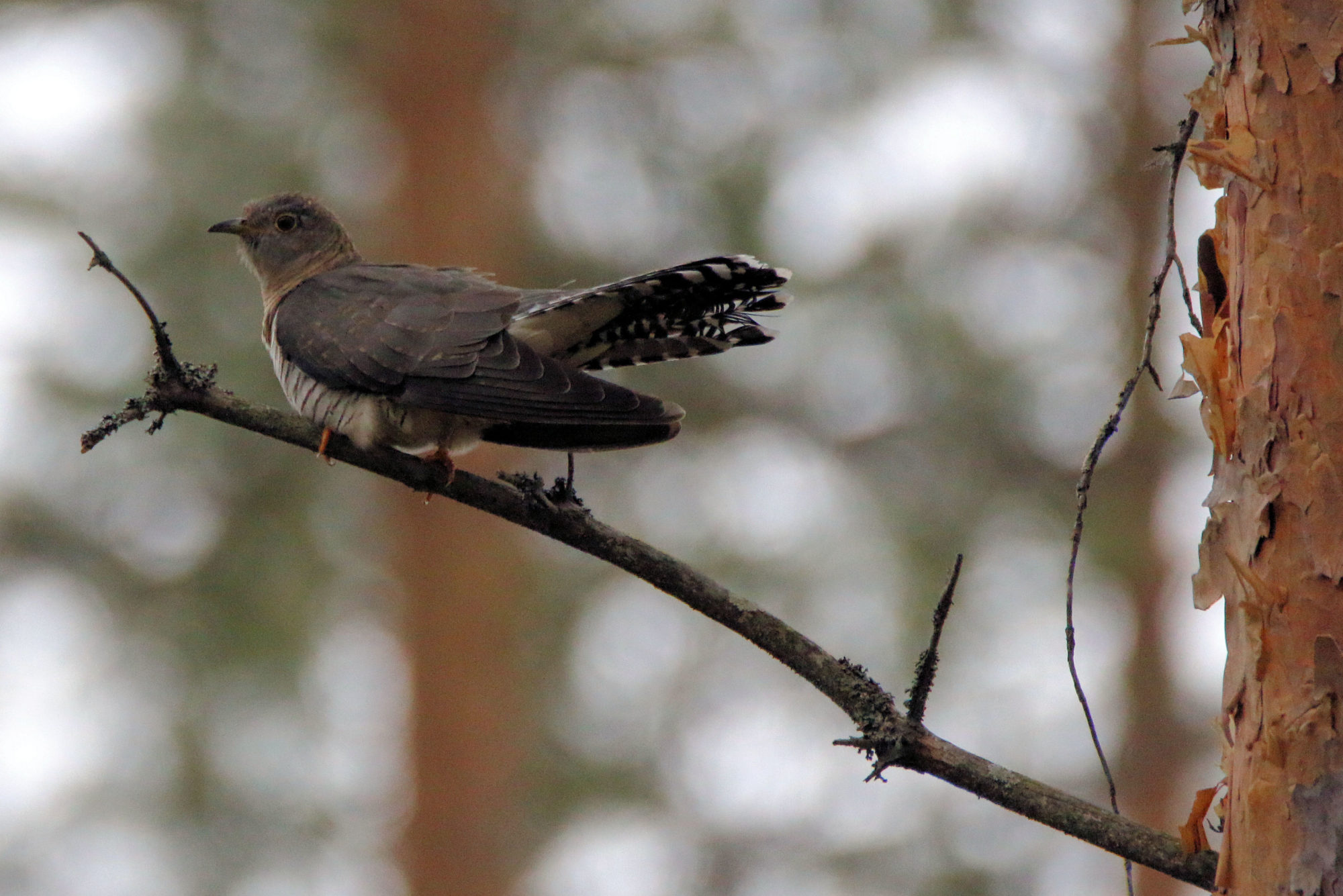 Valokuvaaja: Ahti Keränen