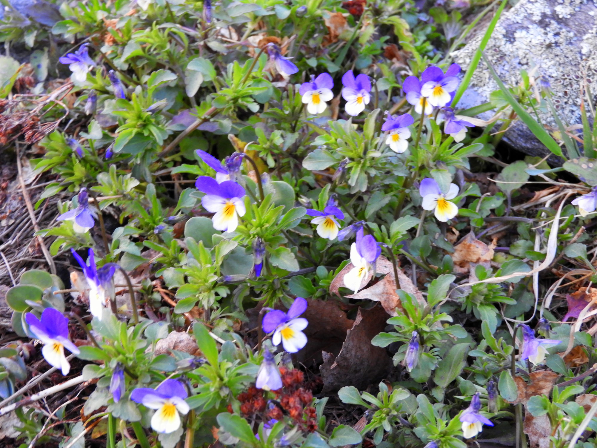 Valokuvaaja: Lissu Kaivolehto