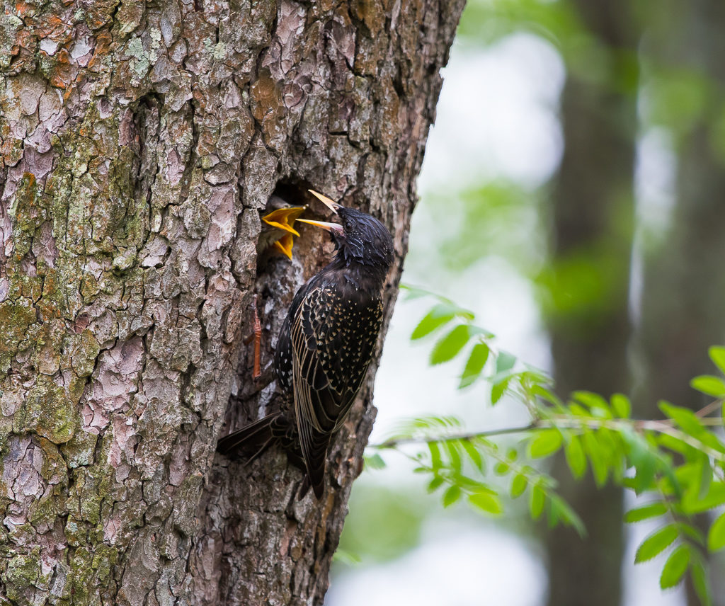Valokuvaaja: Sami Aaltonen
