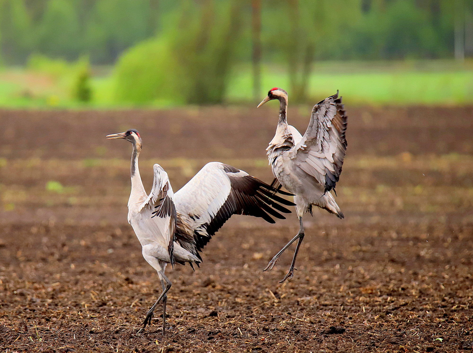 Valokuvaaja: sirpa jyske