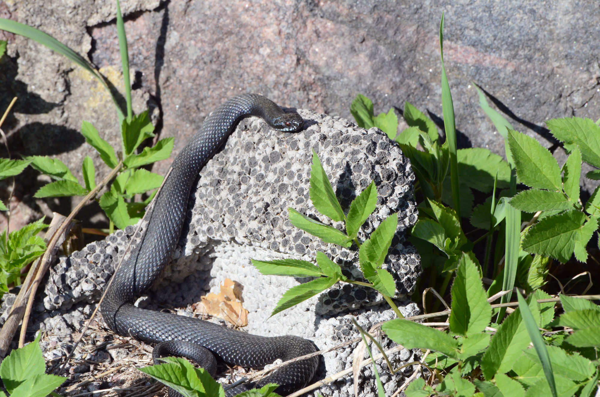 Valokuvaaja: Joni Sundström Valokuvaaja: Joni Sundström