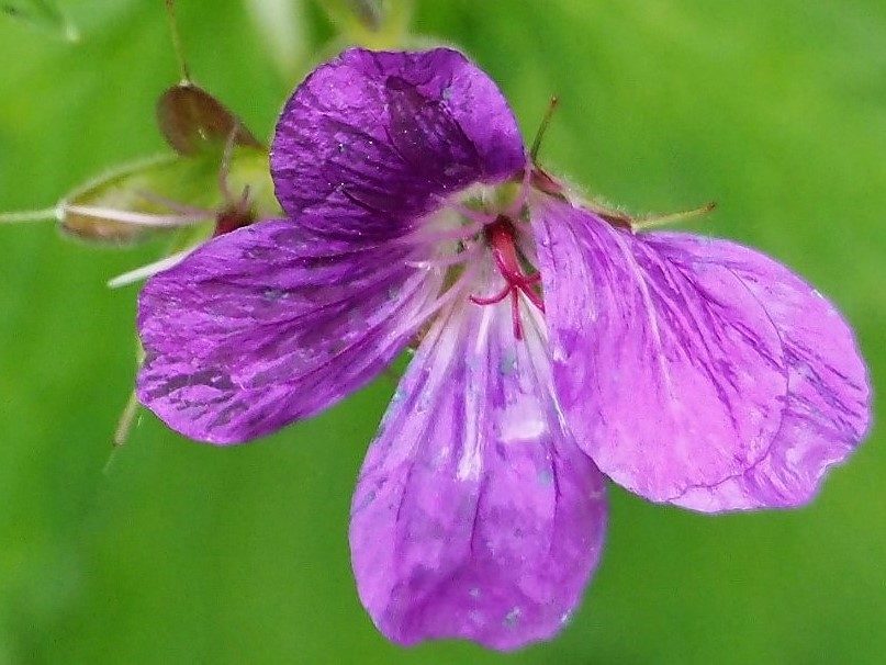 Valokuvaaja: Arja Valtonen