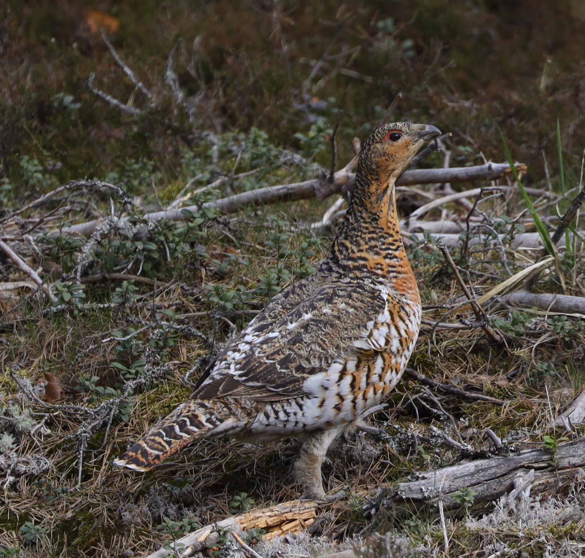 Valokuvaaja: Kari Aaltonen, Salo