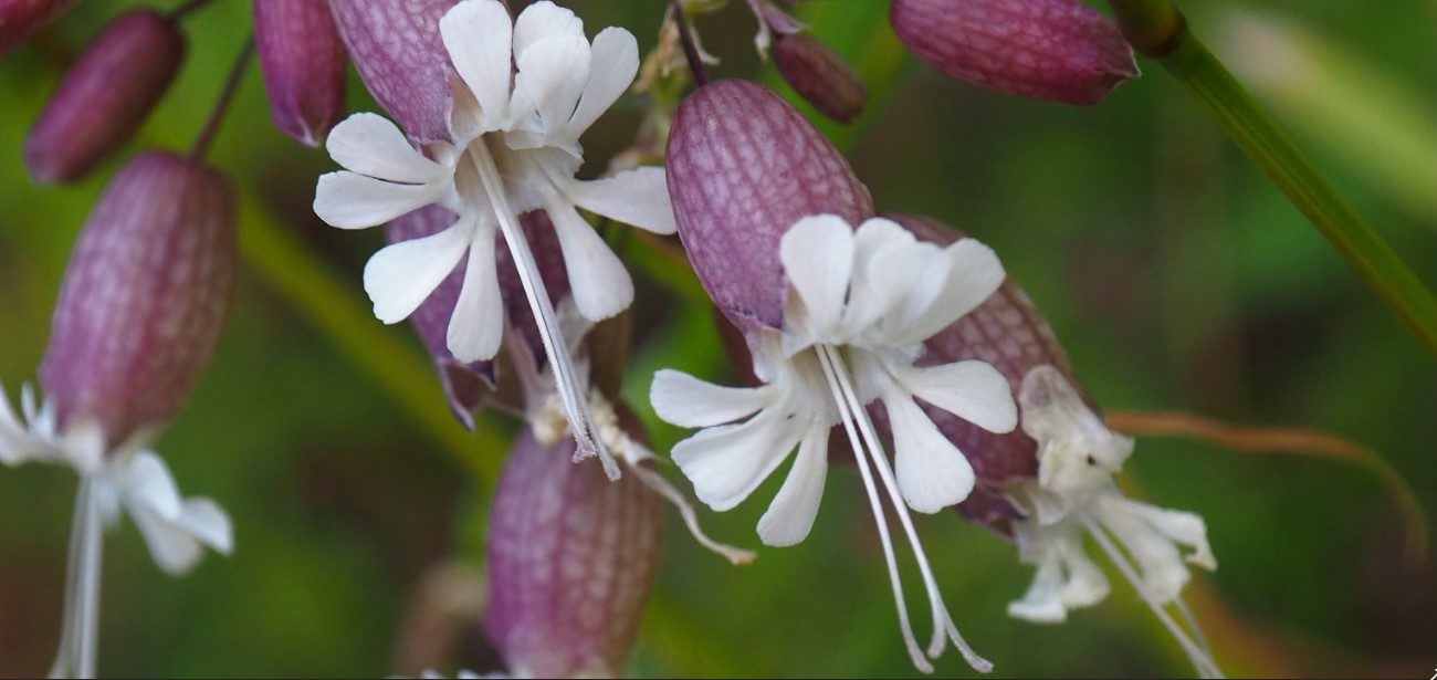 Valokuvaaja: Arja Valtonen