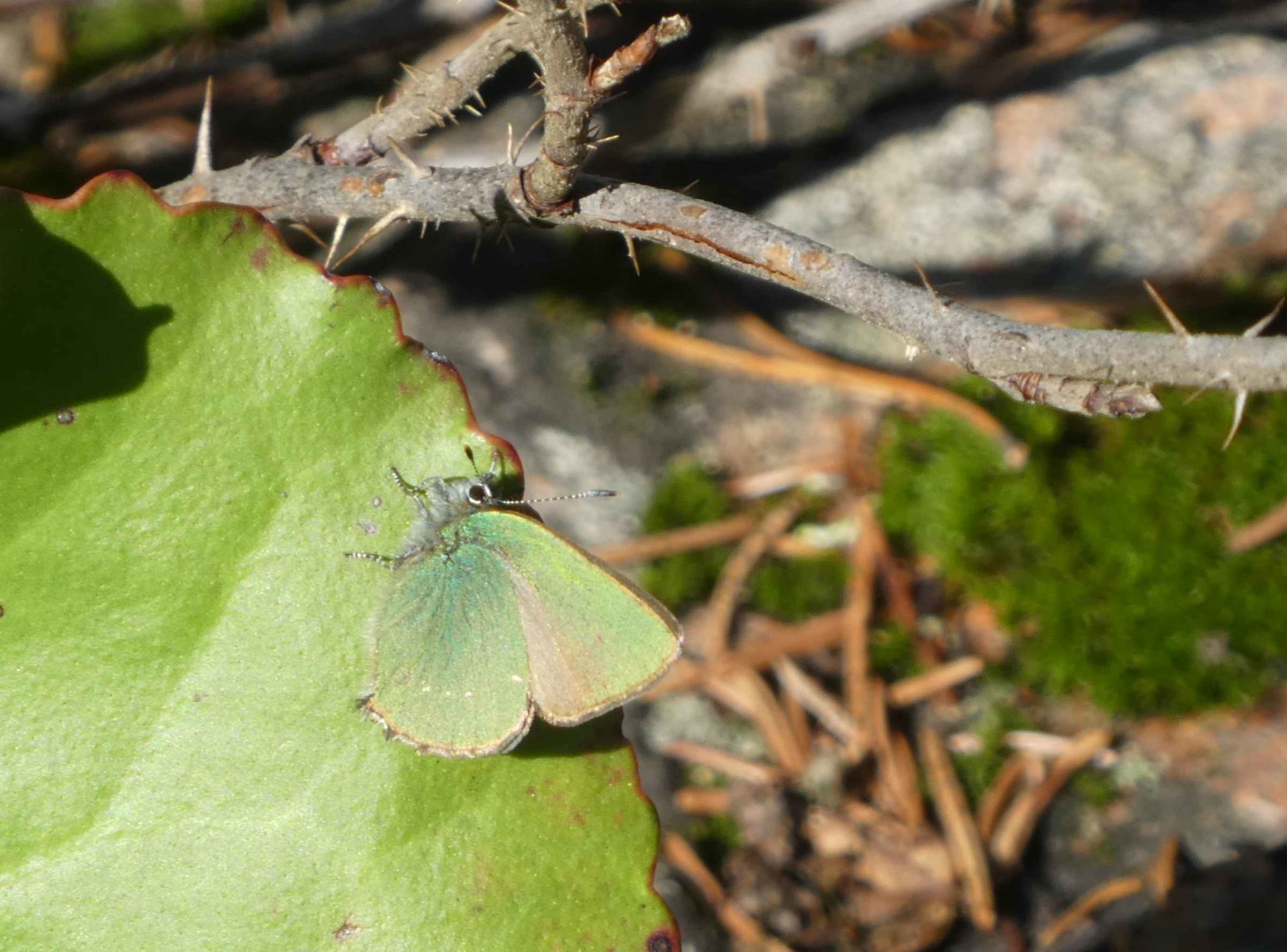 Valokuvaaja: Anja Mustamaa