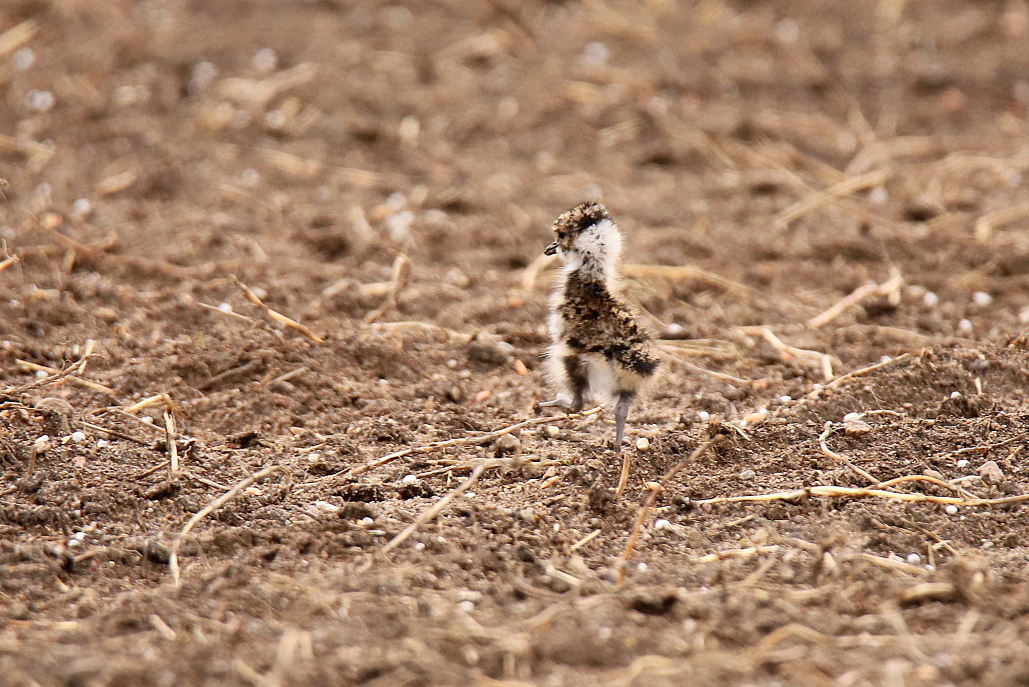 Valokuvaaja: sirpa jyske