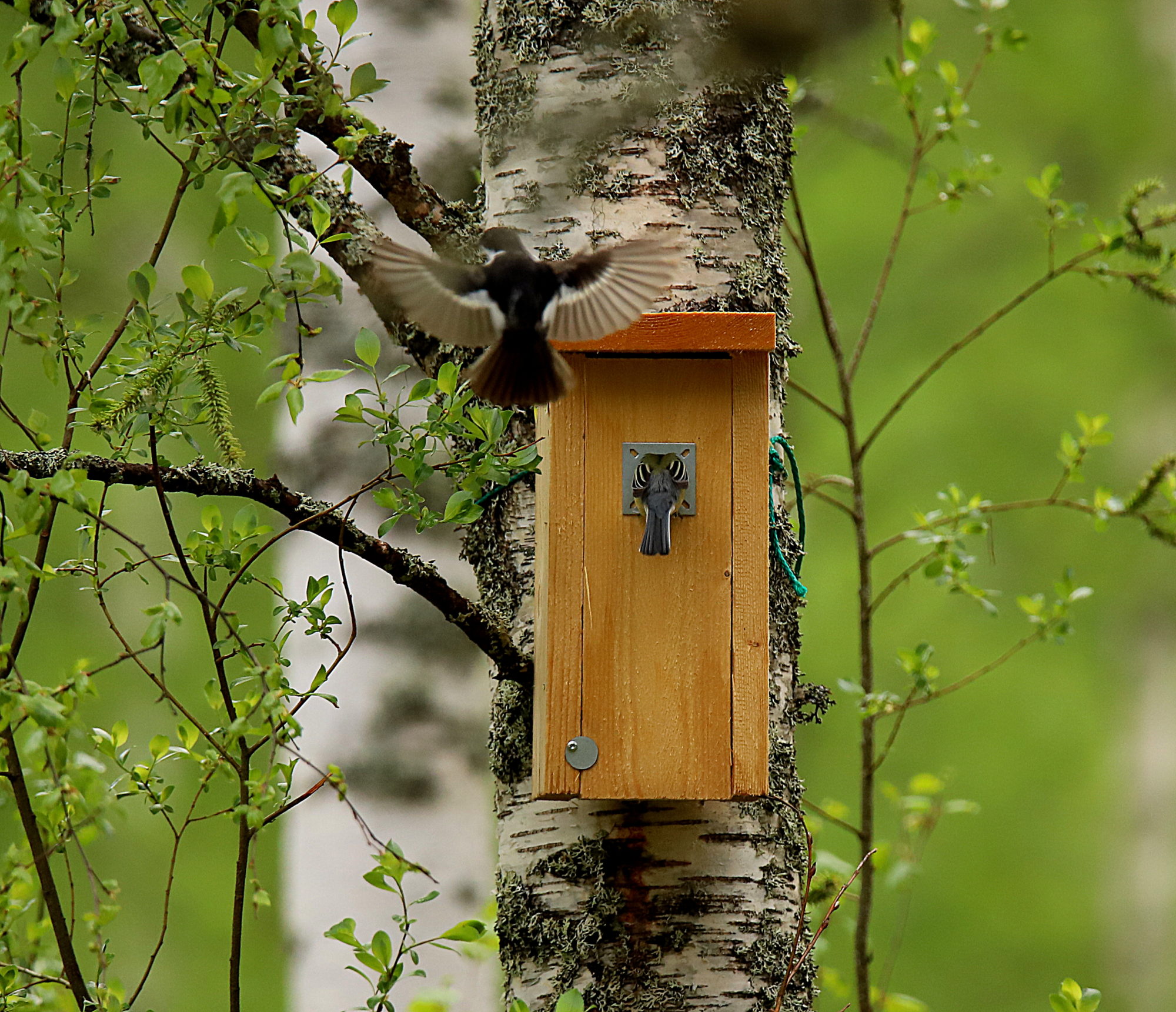 Valokuvaaja: sirpa jyske