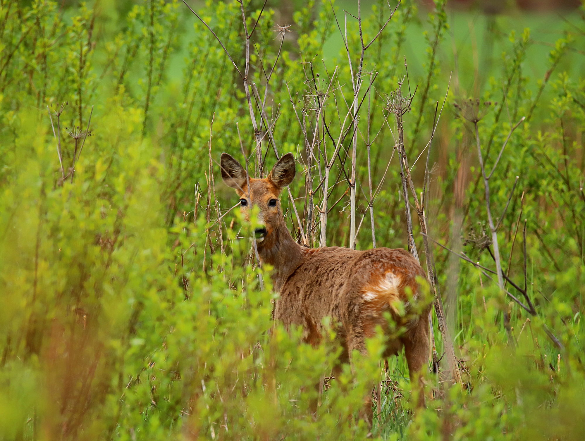 Valokuvaaja: sirpa jyske
