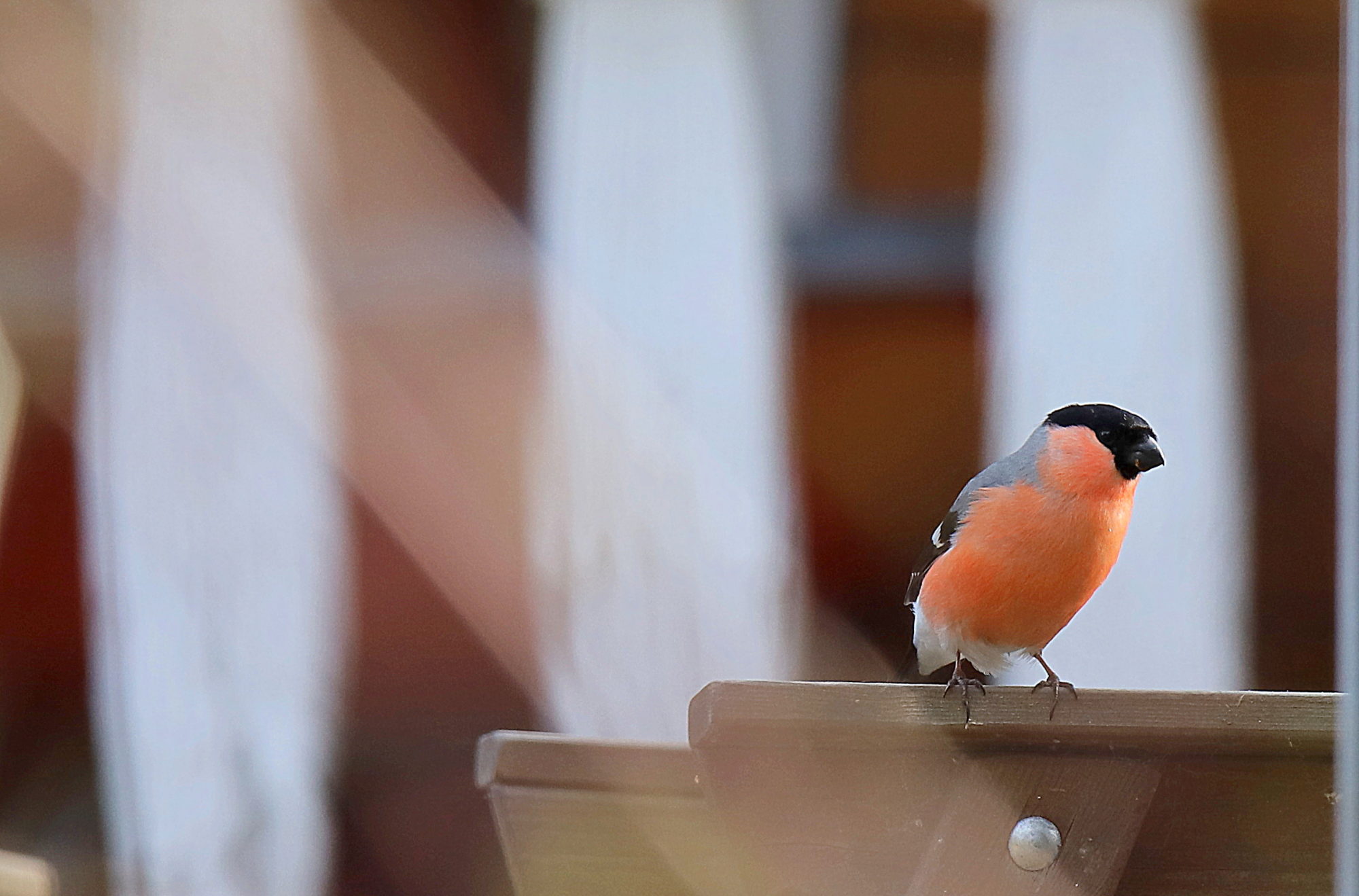 Valokuvaaja: sirpa jyske