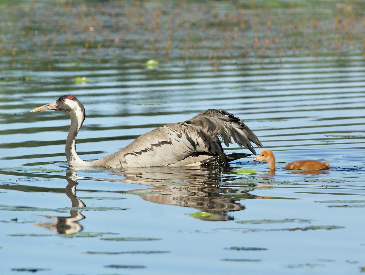 Valokuvaaja: Markku Ranta-Eilola