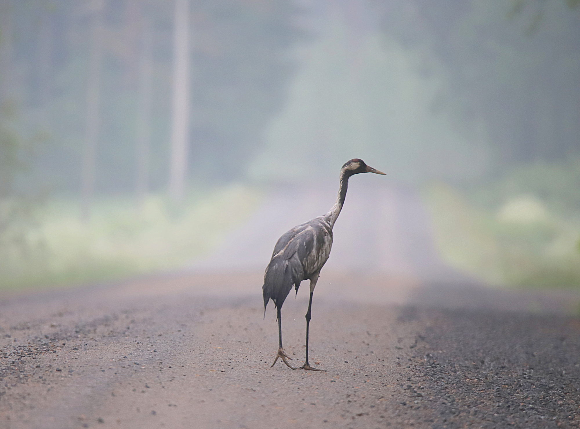 Valokuvaaja: sirpa jyske