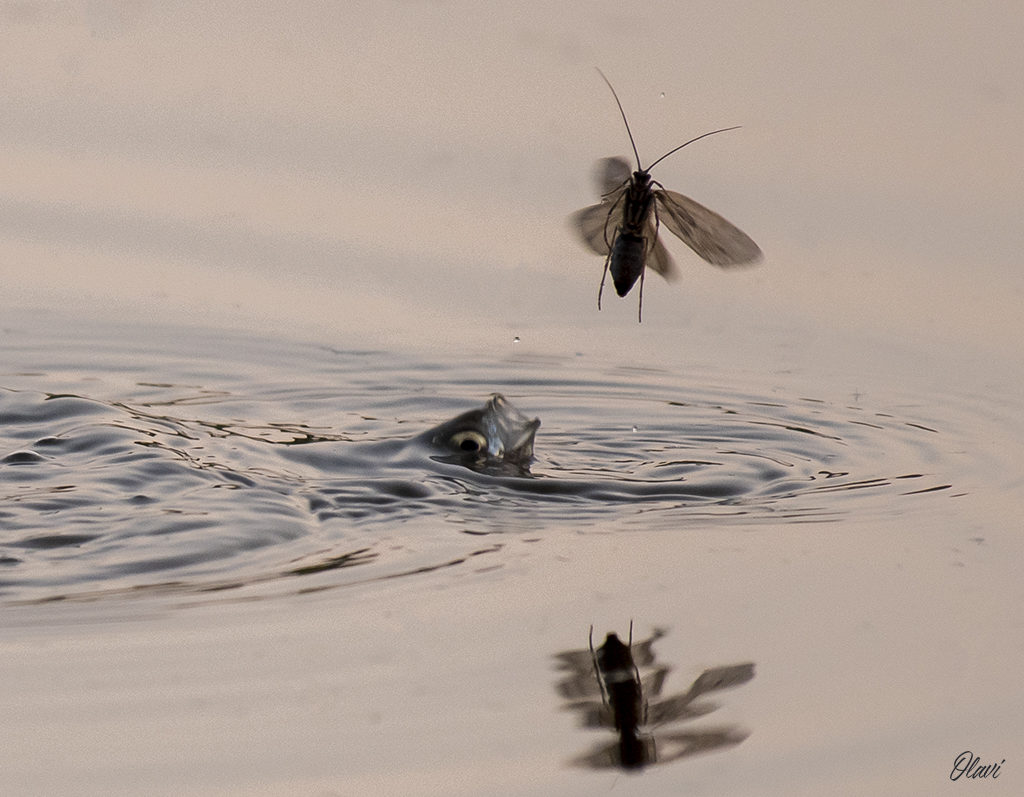 Valokuvaaja: Olavi Kangas