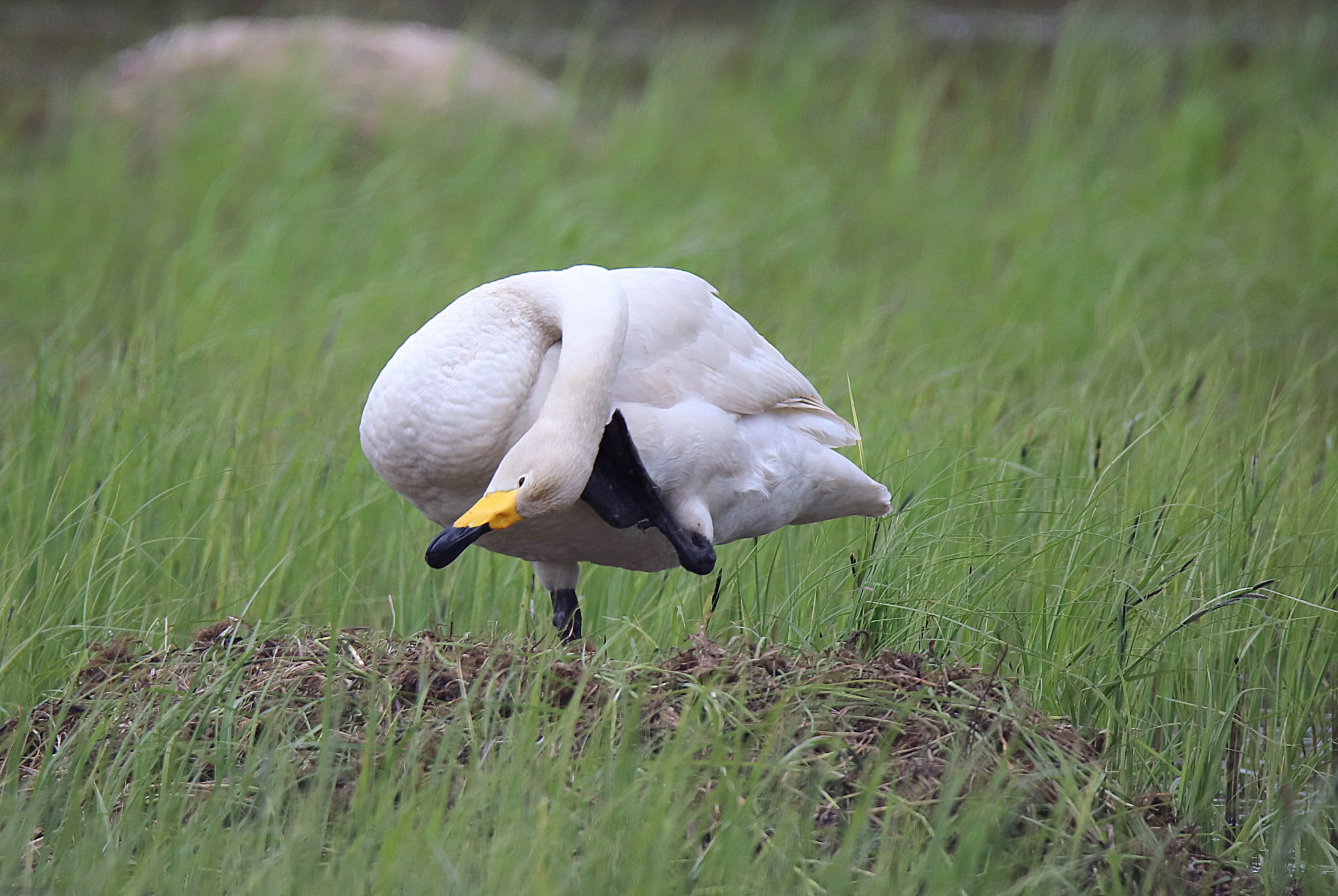 Valokuvaaja: sirpa jyske