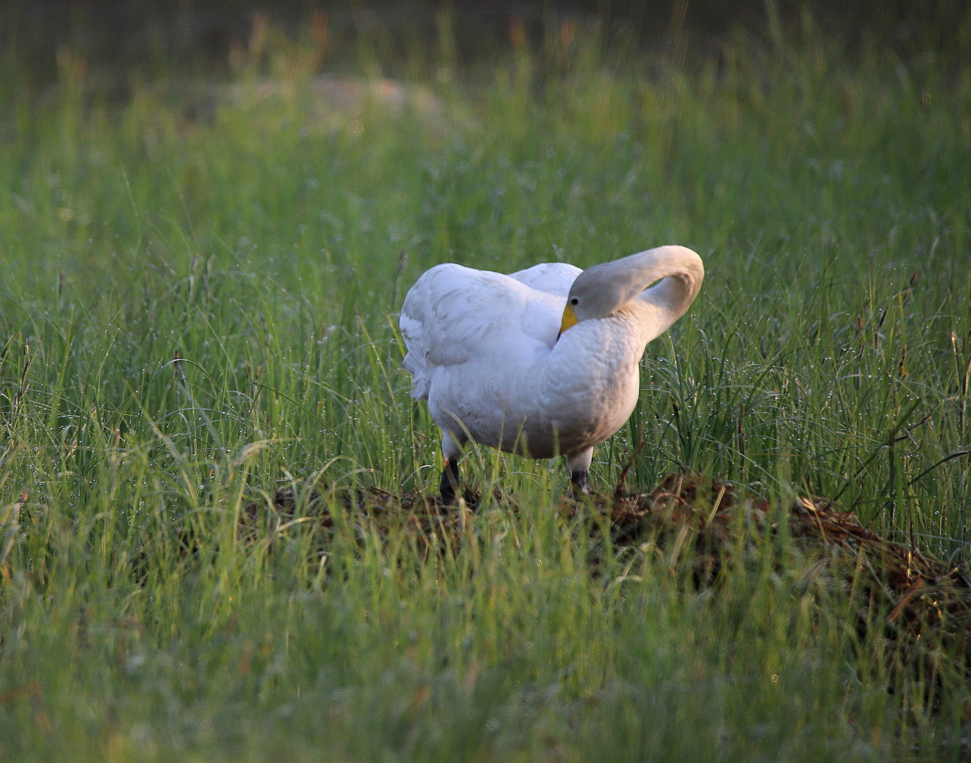 Valokuvaaja: sirpa jyske Valokuvaaja: sirpa jyske